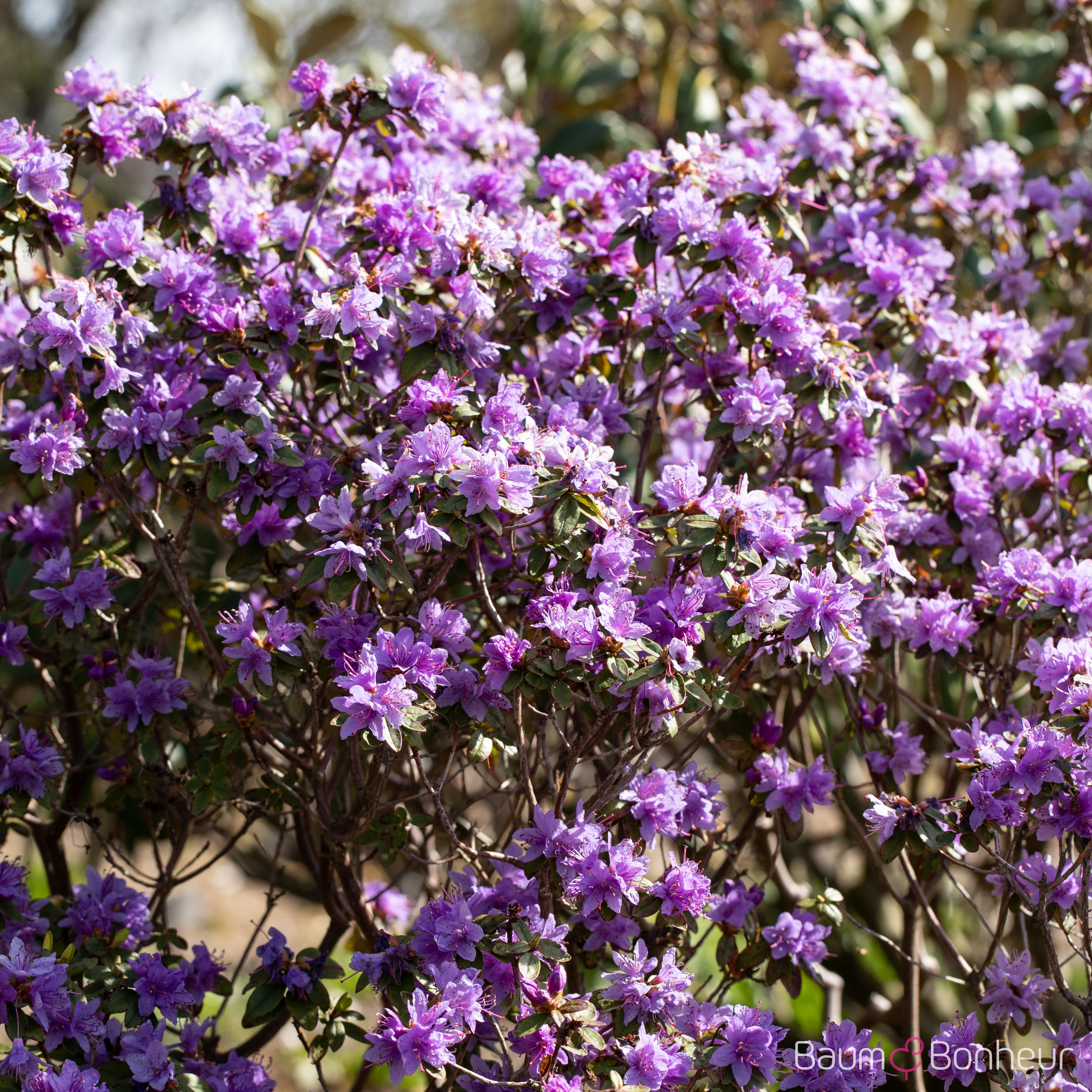 Rhododendron impeditum