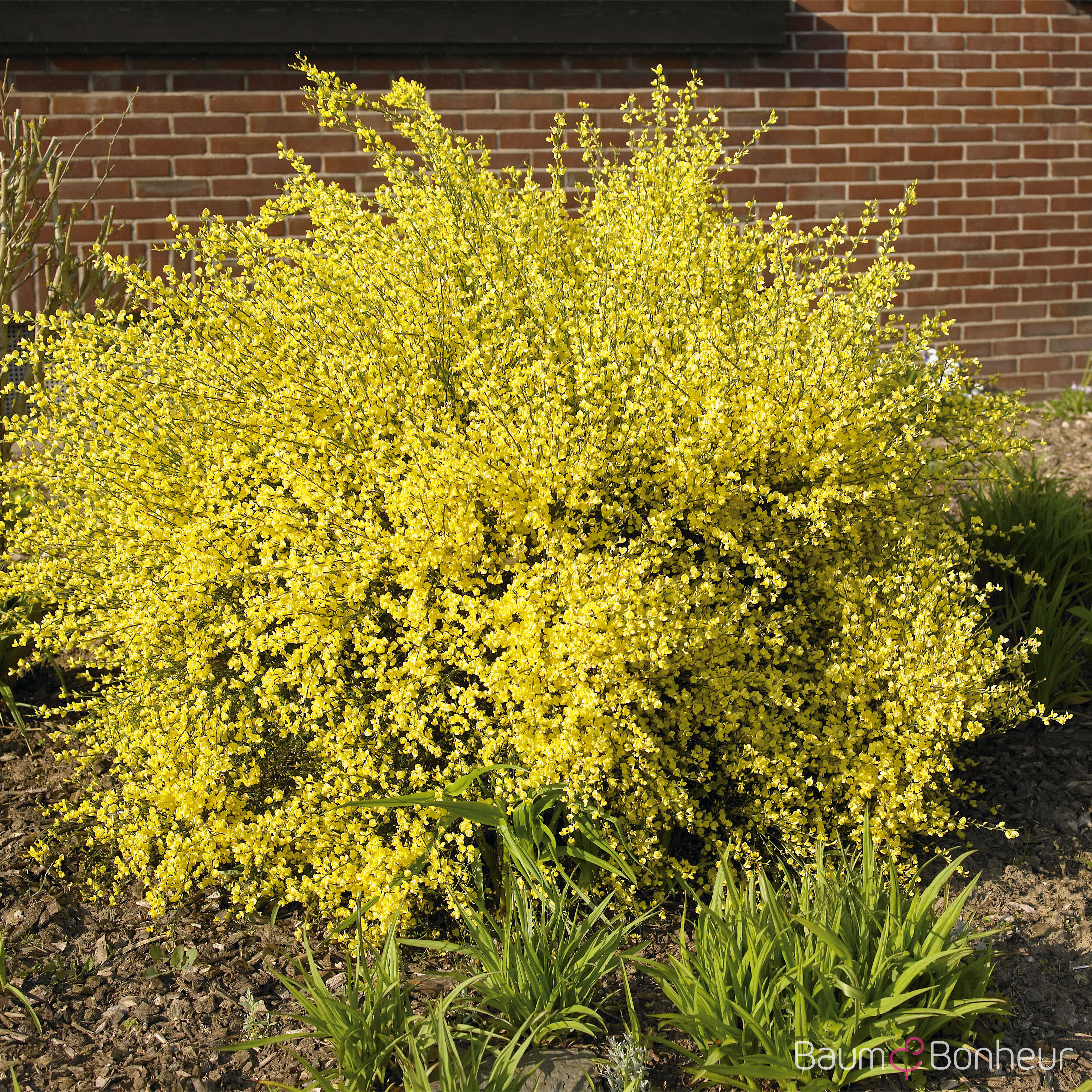 Cytisus praecox