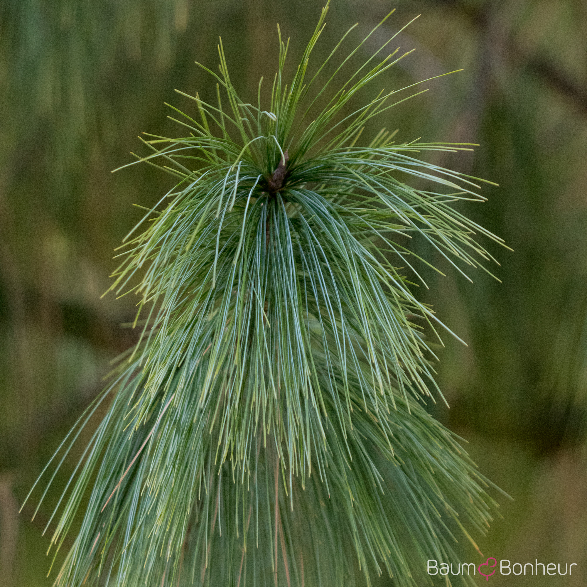 Pinus wallichiana