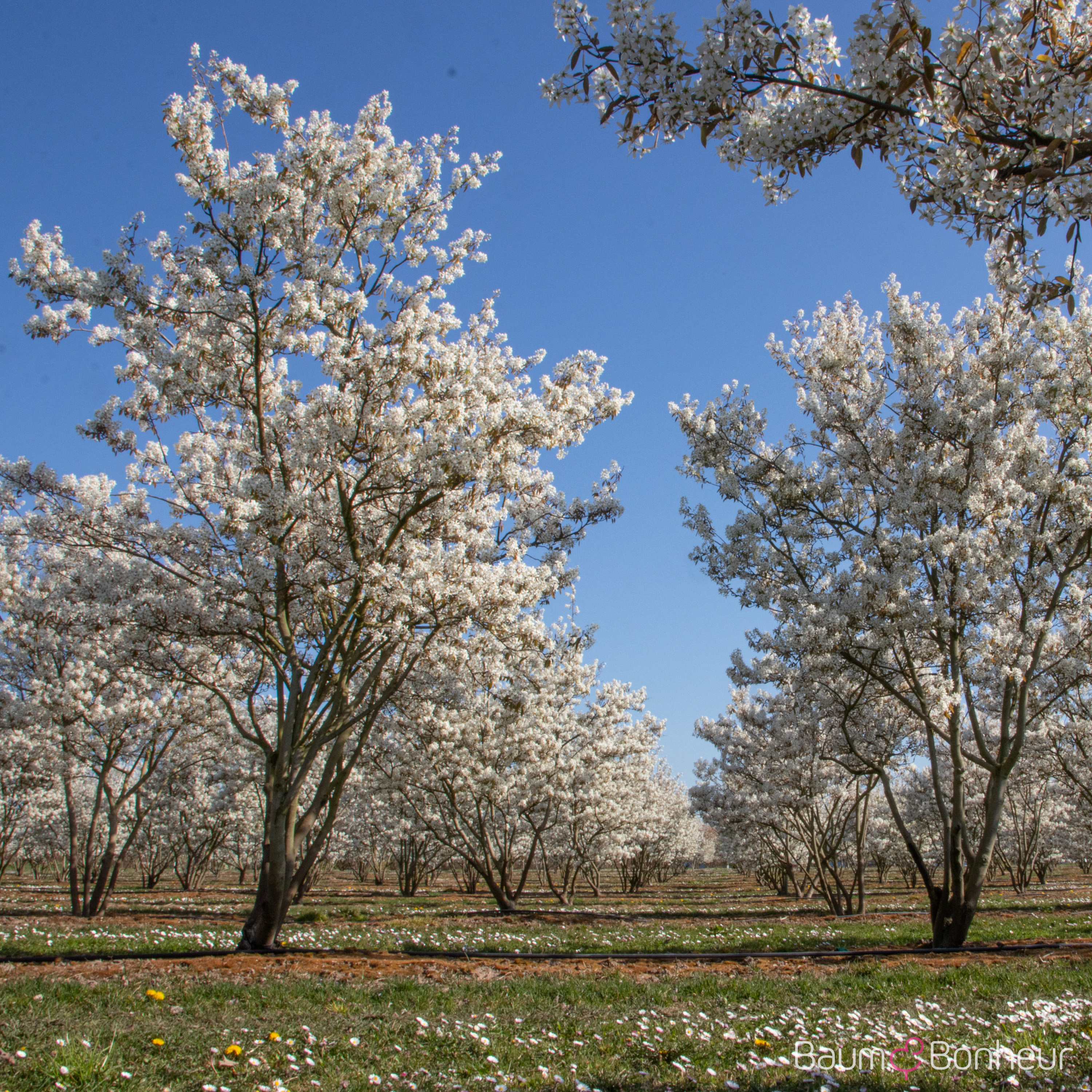 Amelanchier lamarckii