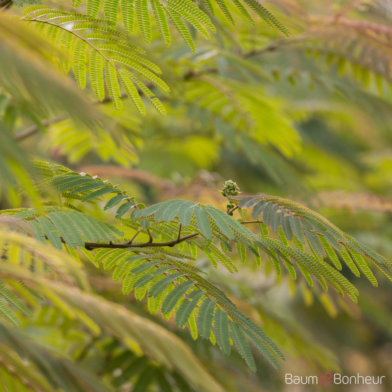 Albizia julibrissin