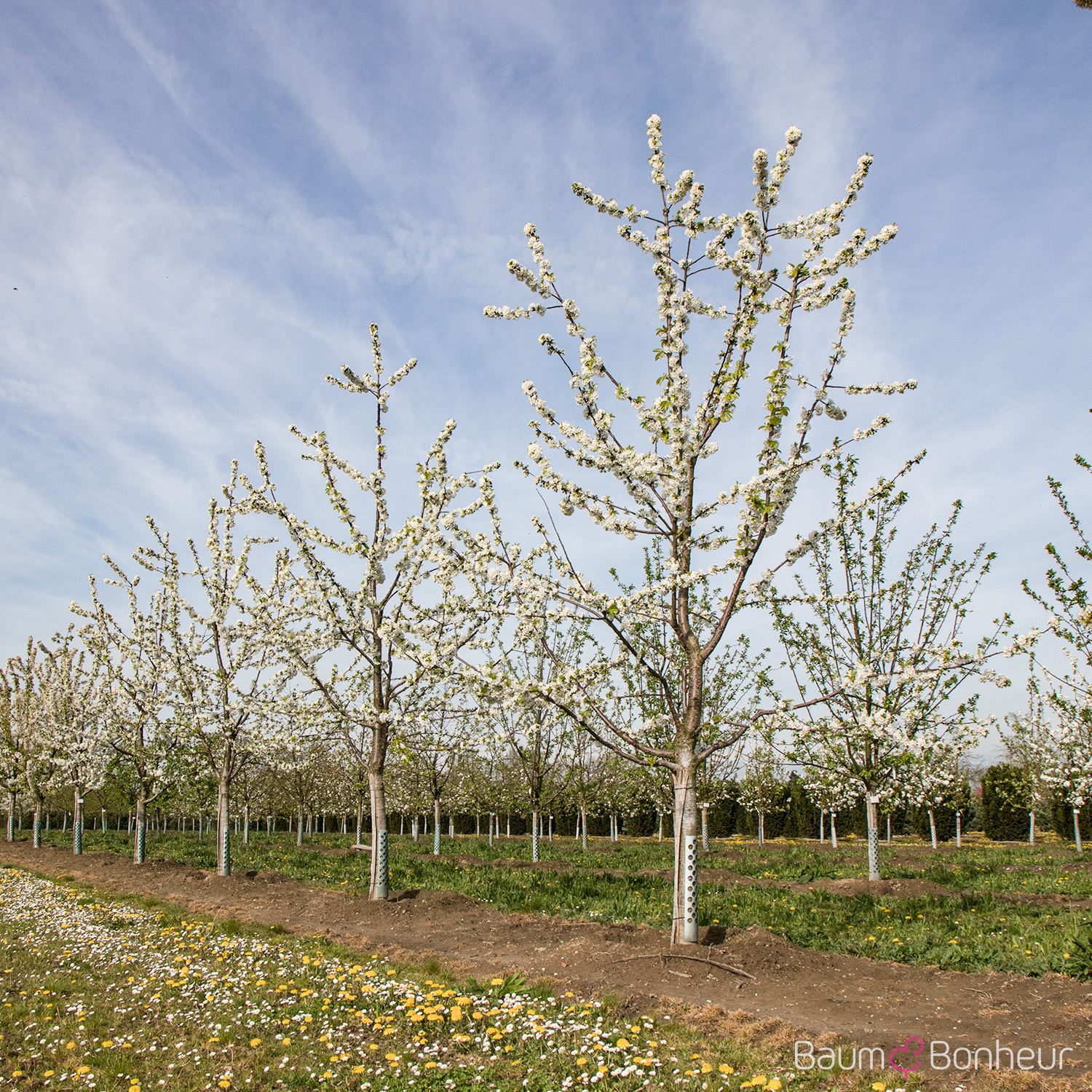 Gleditsia triacanthos 'Sunburst'