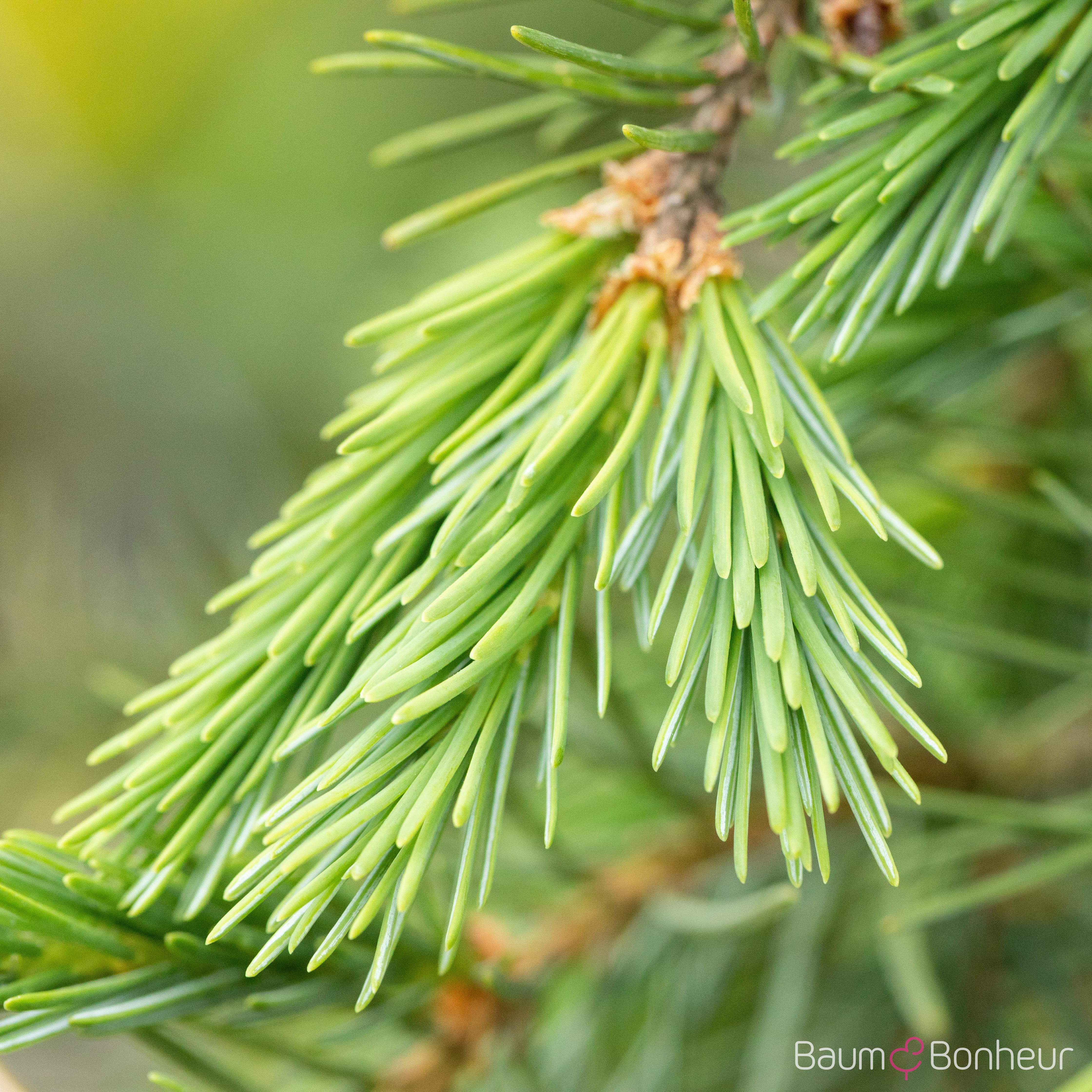 Picea breweriana