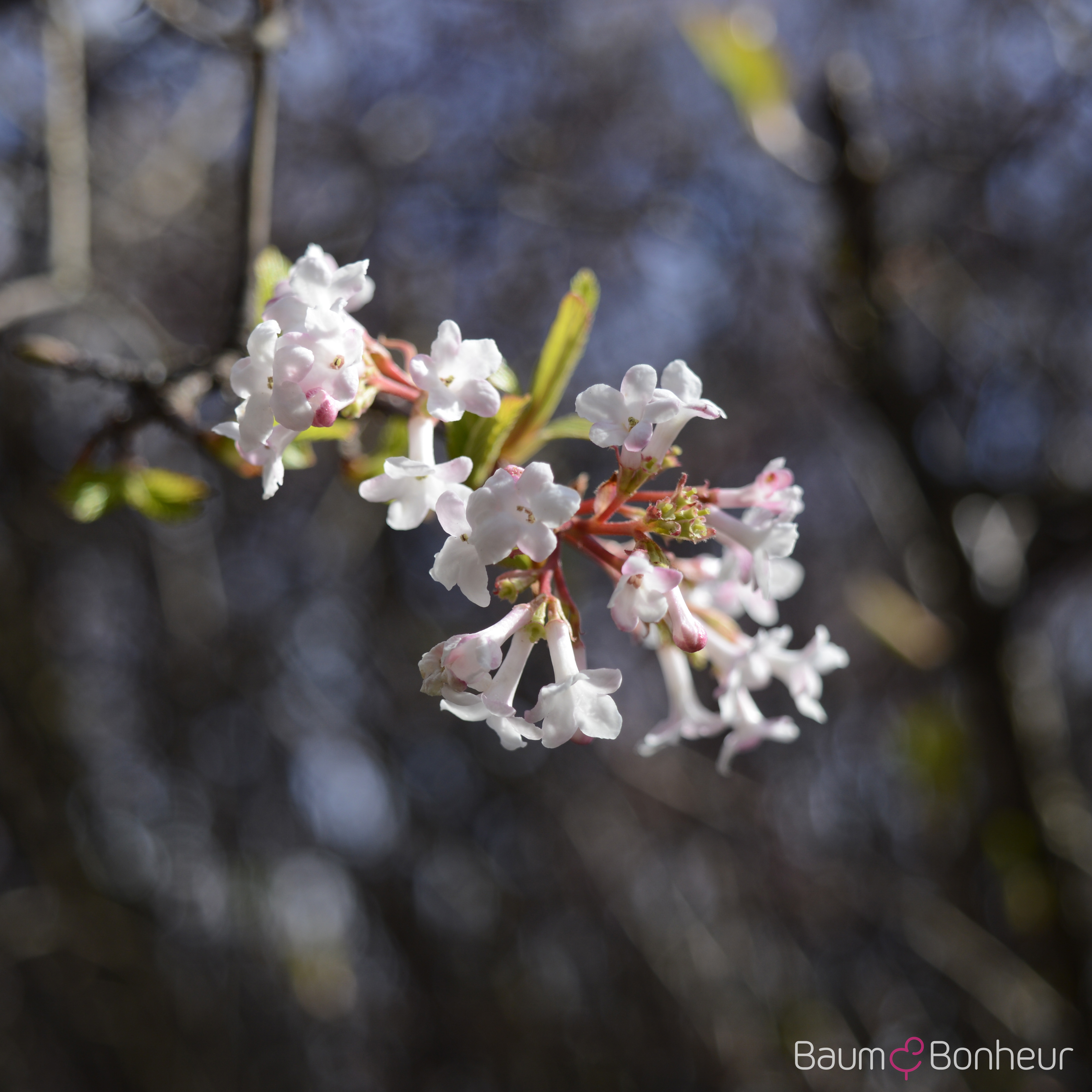 Viburnum farreri