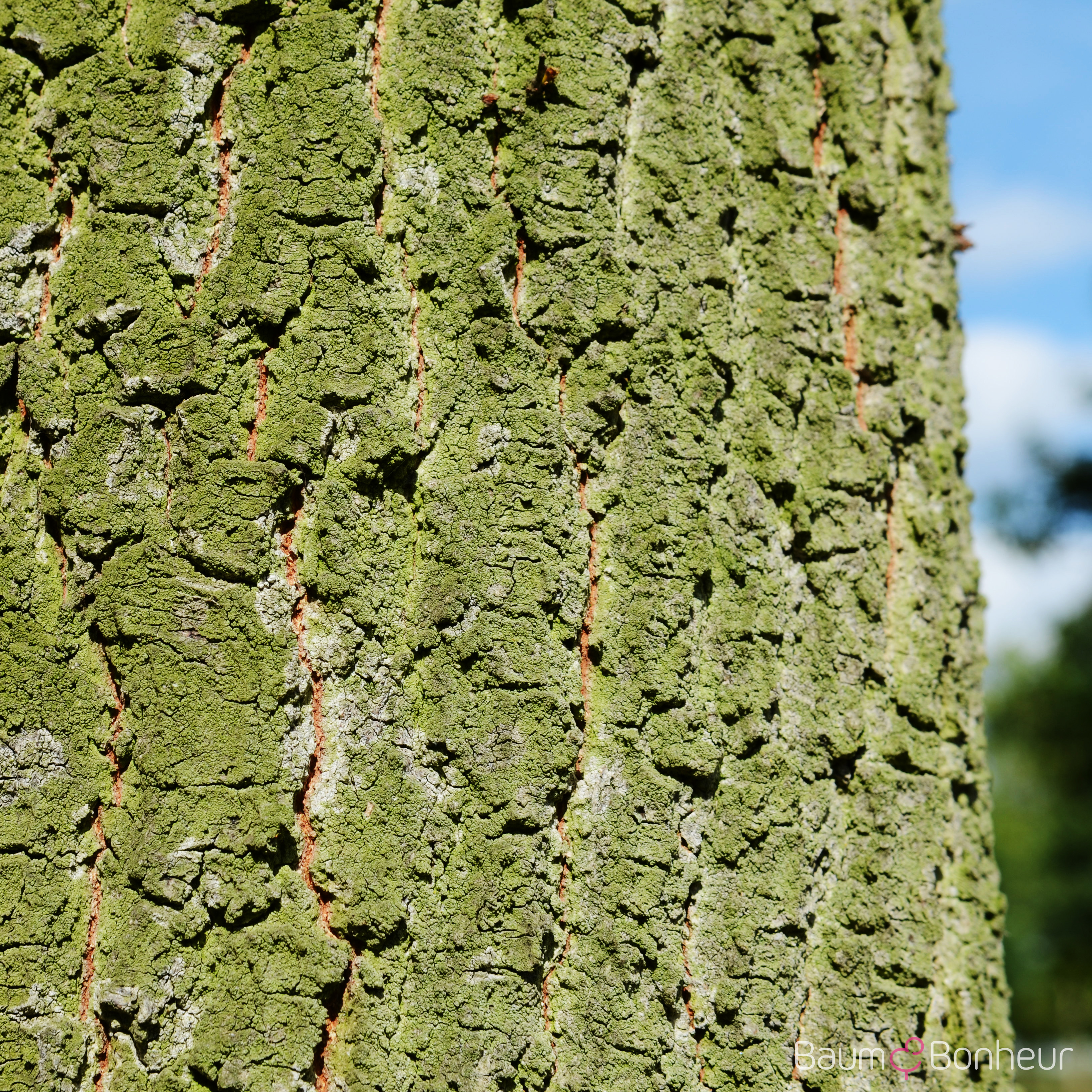 Quercus robur