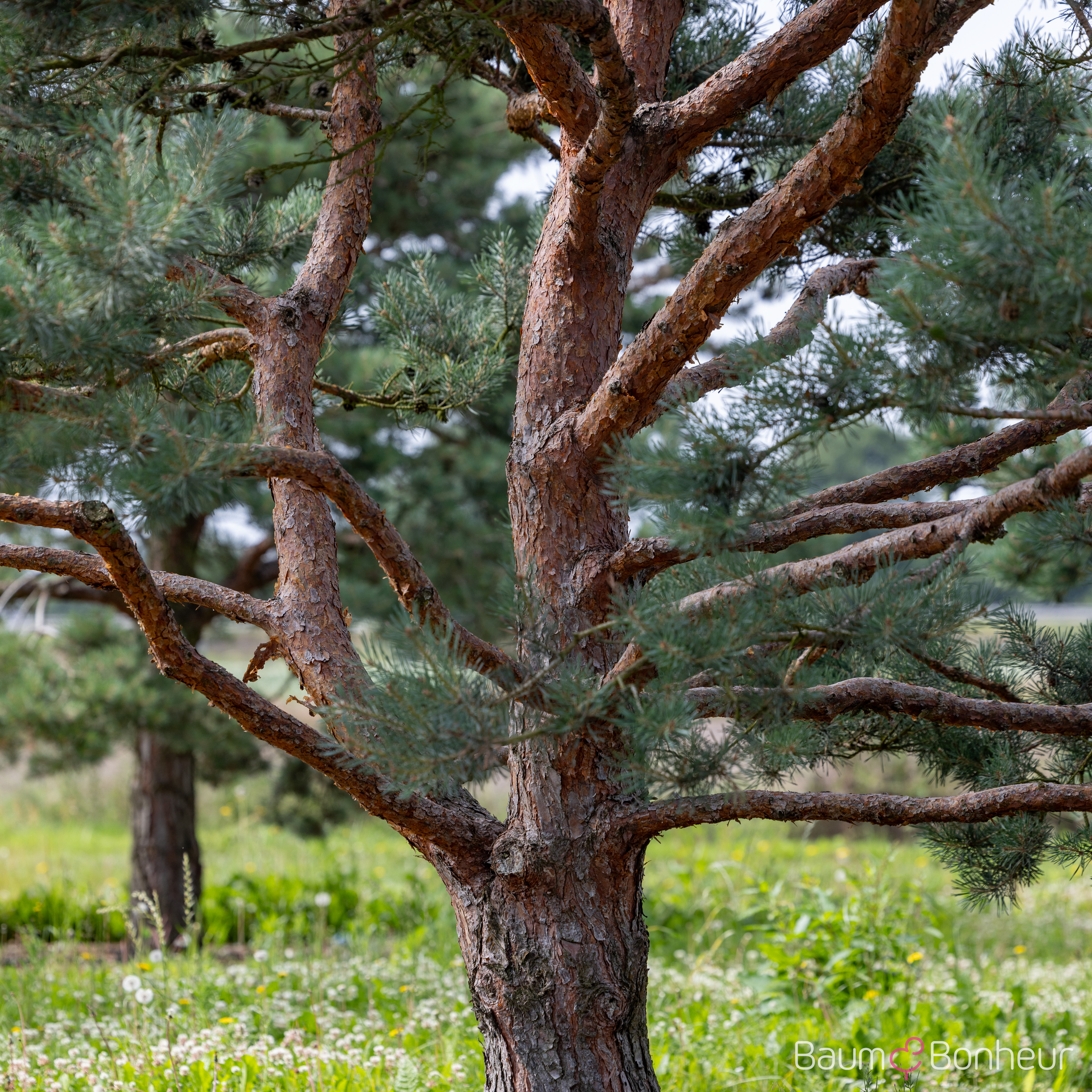 Pinus sylvestris