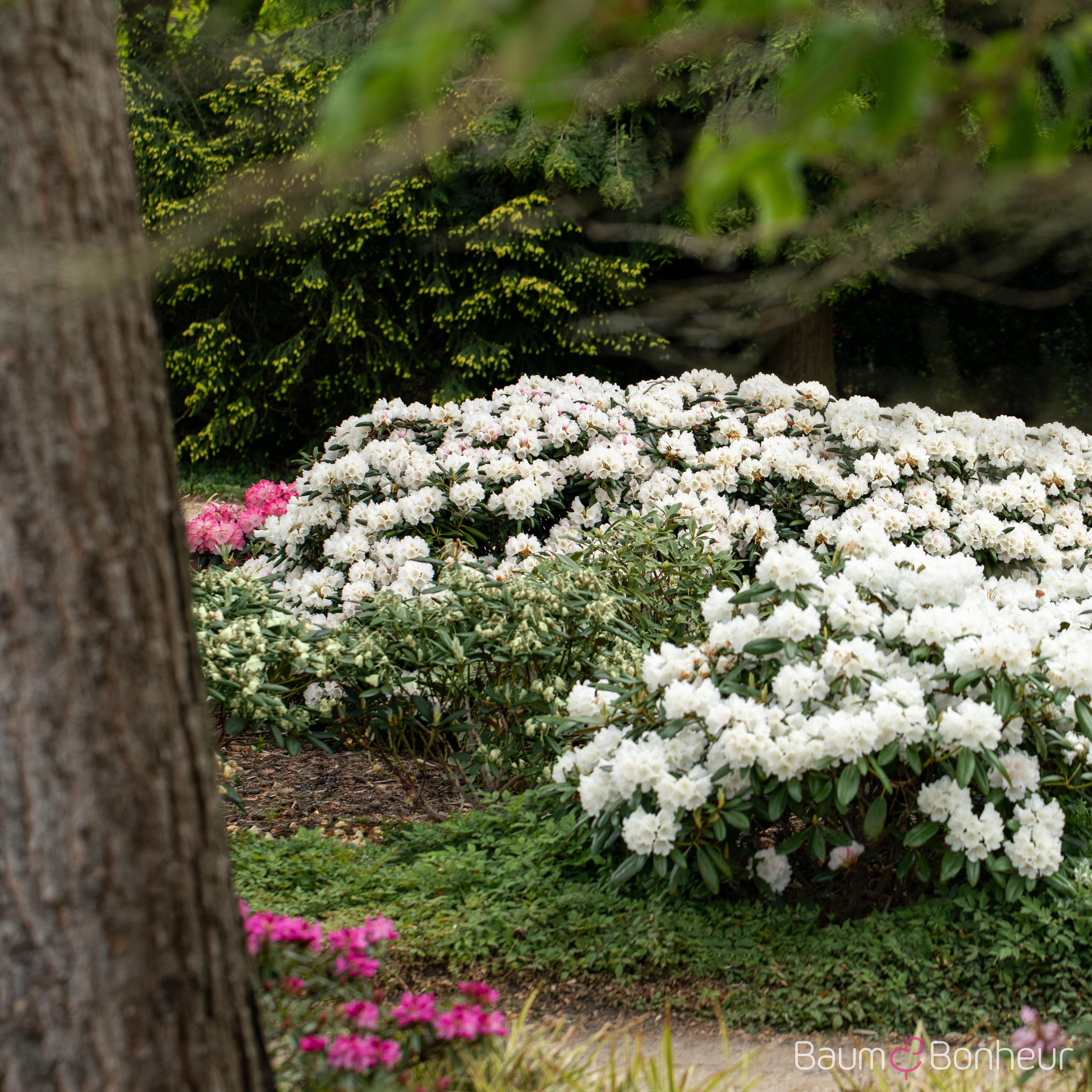 Rhododendron yakushimanum 'Koichiro Wada'