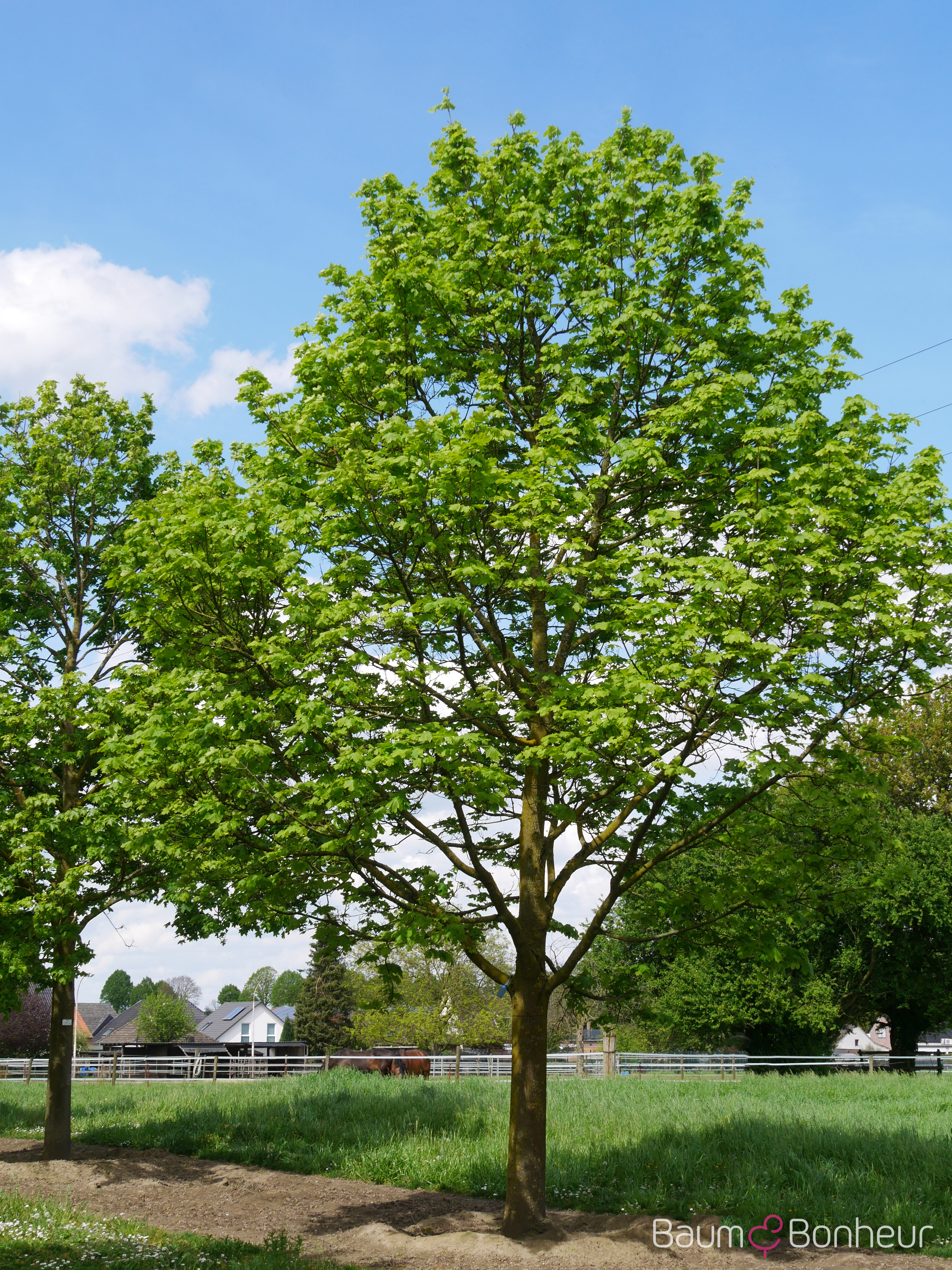 Acer platanoides 'Emerald Queen'