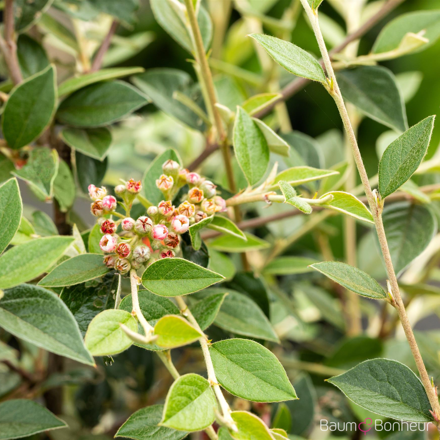 Cotoneaster franchetii
