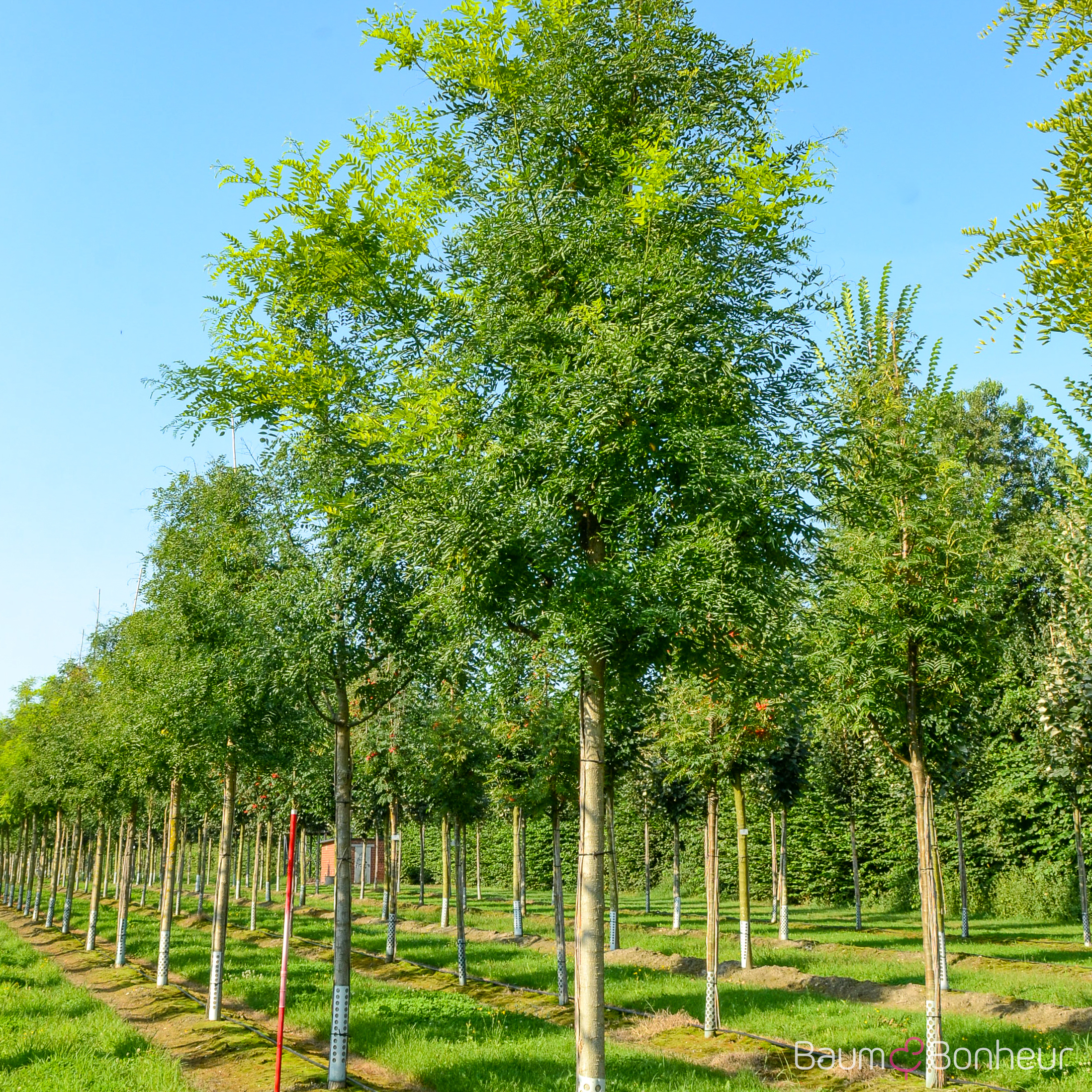 Sophora japonica 'Regent'