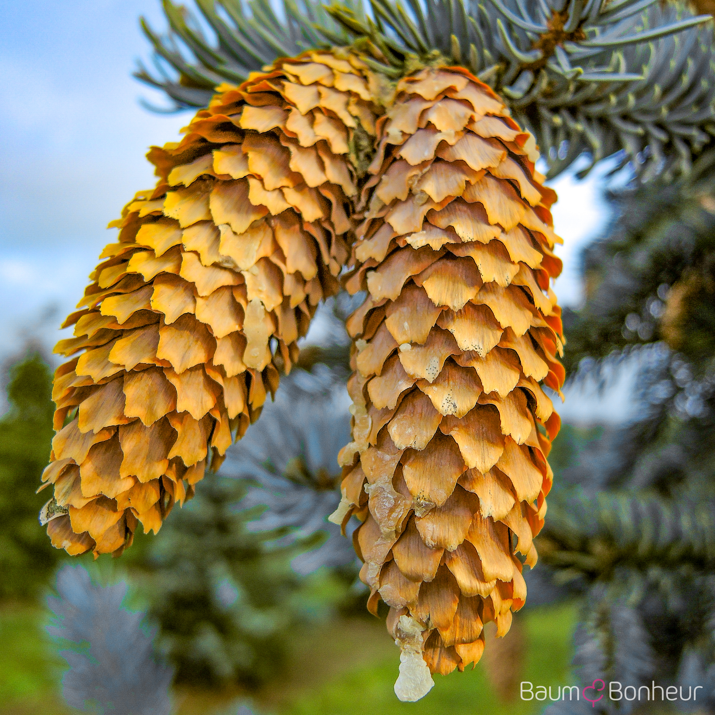 Picea pungens 'Hoopsii'