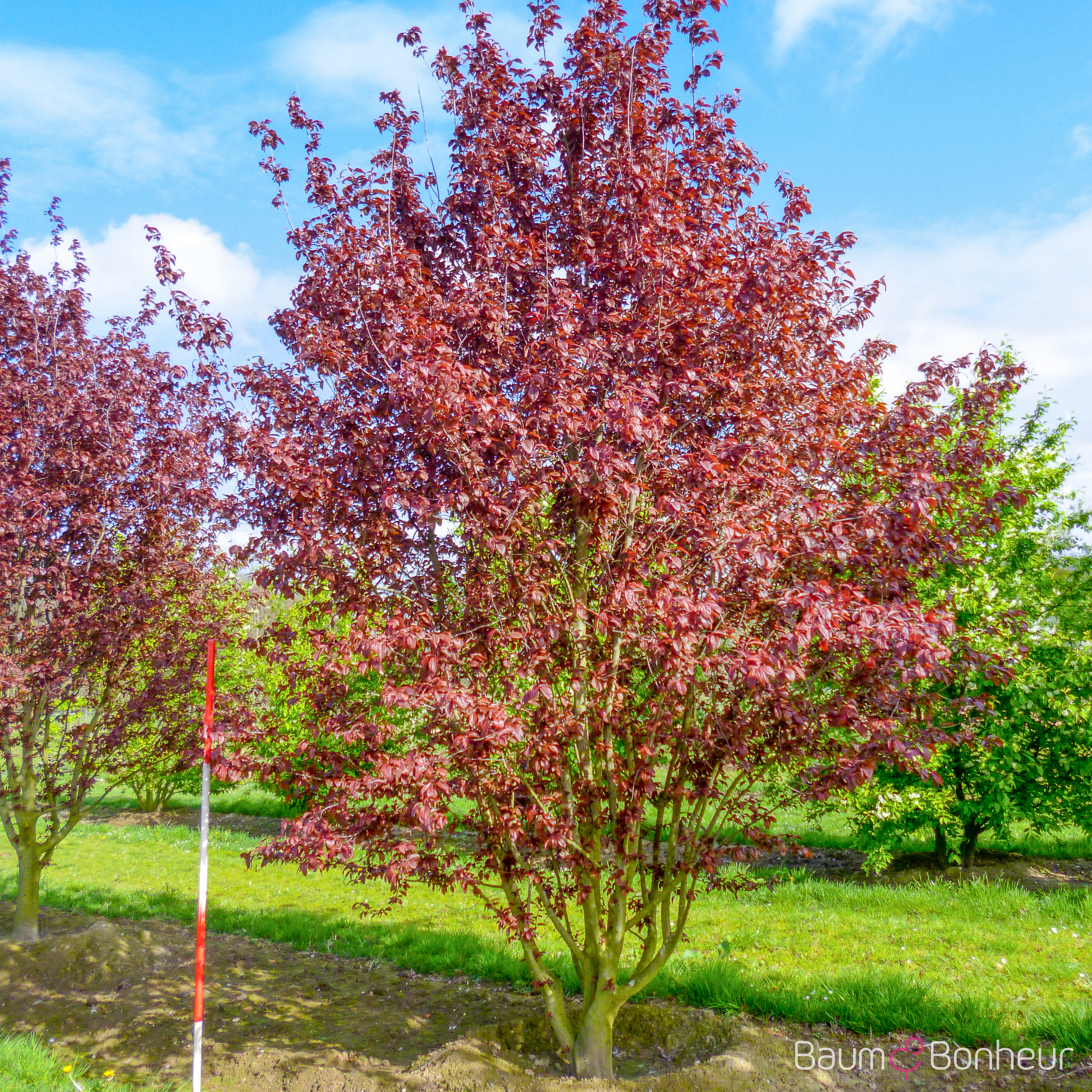Prunus cerasifera 'Nigra'