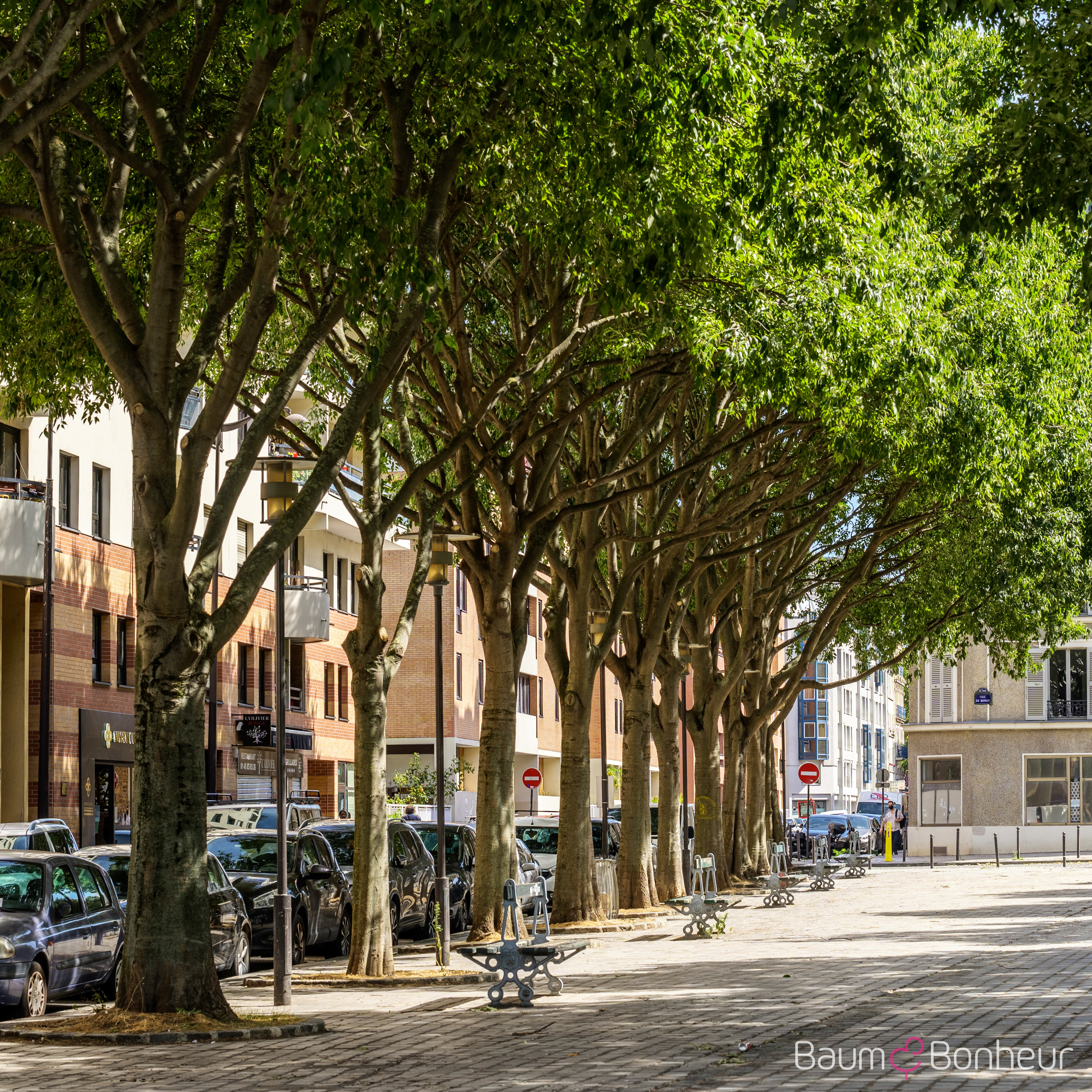 Celtis australis