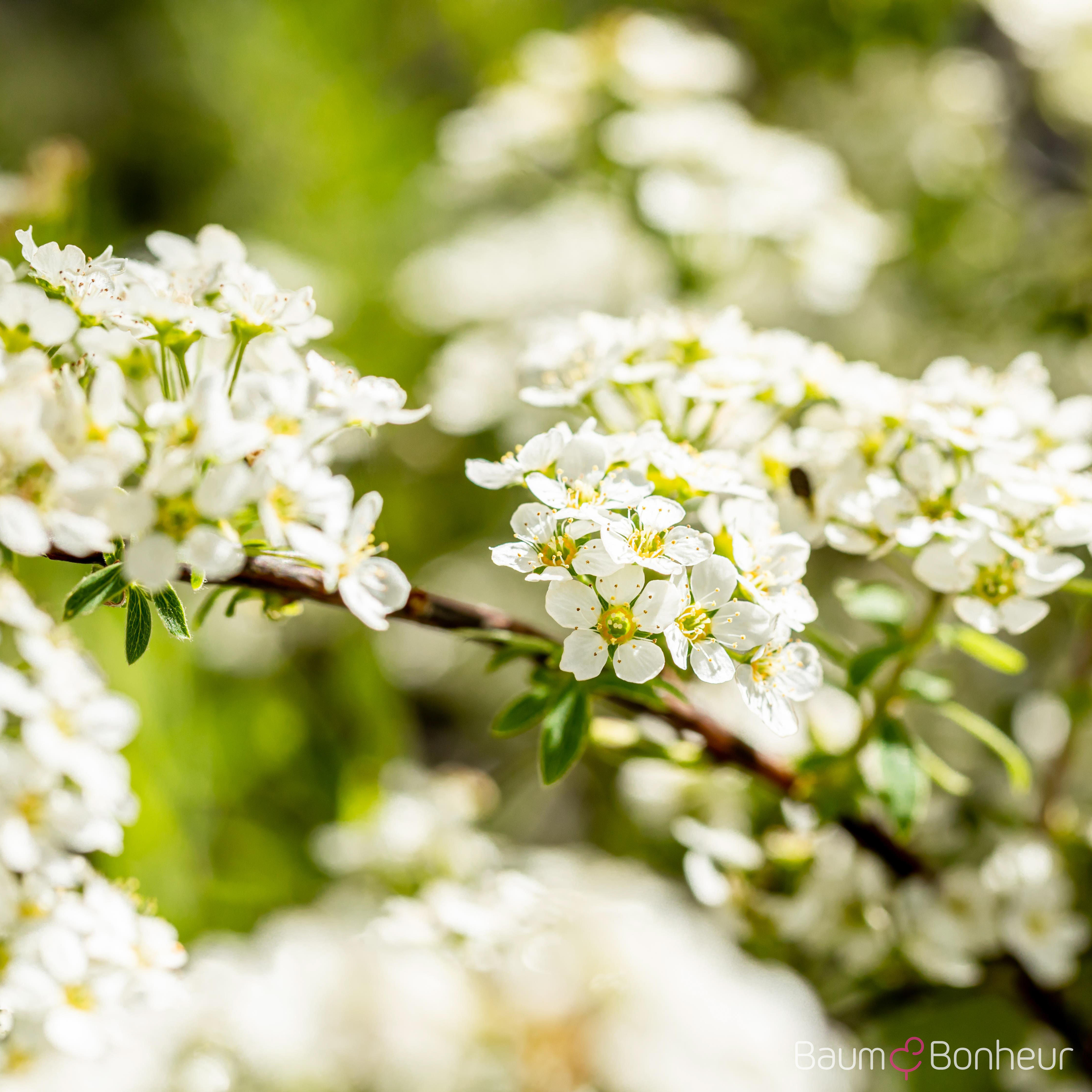 Spiraea x cinerea 'Grefsheim'