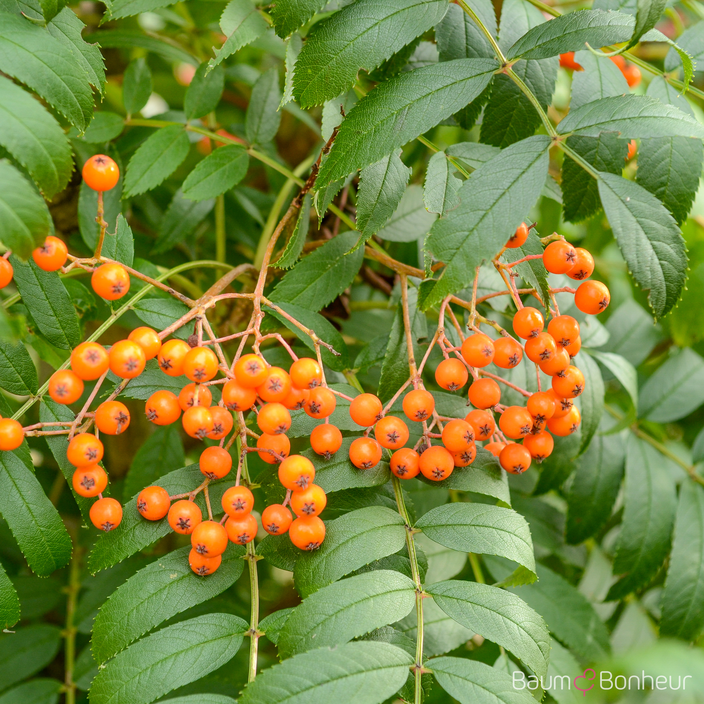 Sorbus serotina