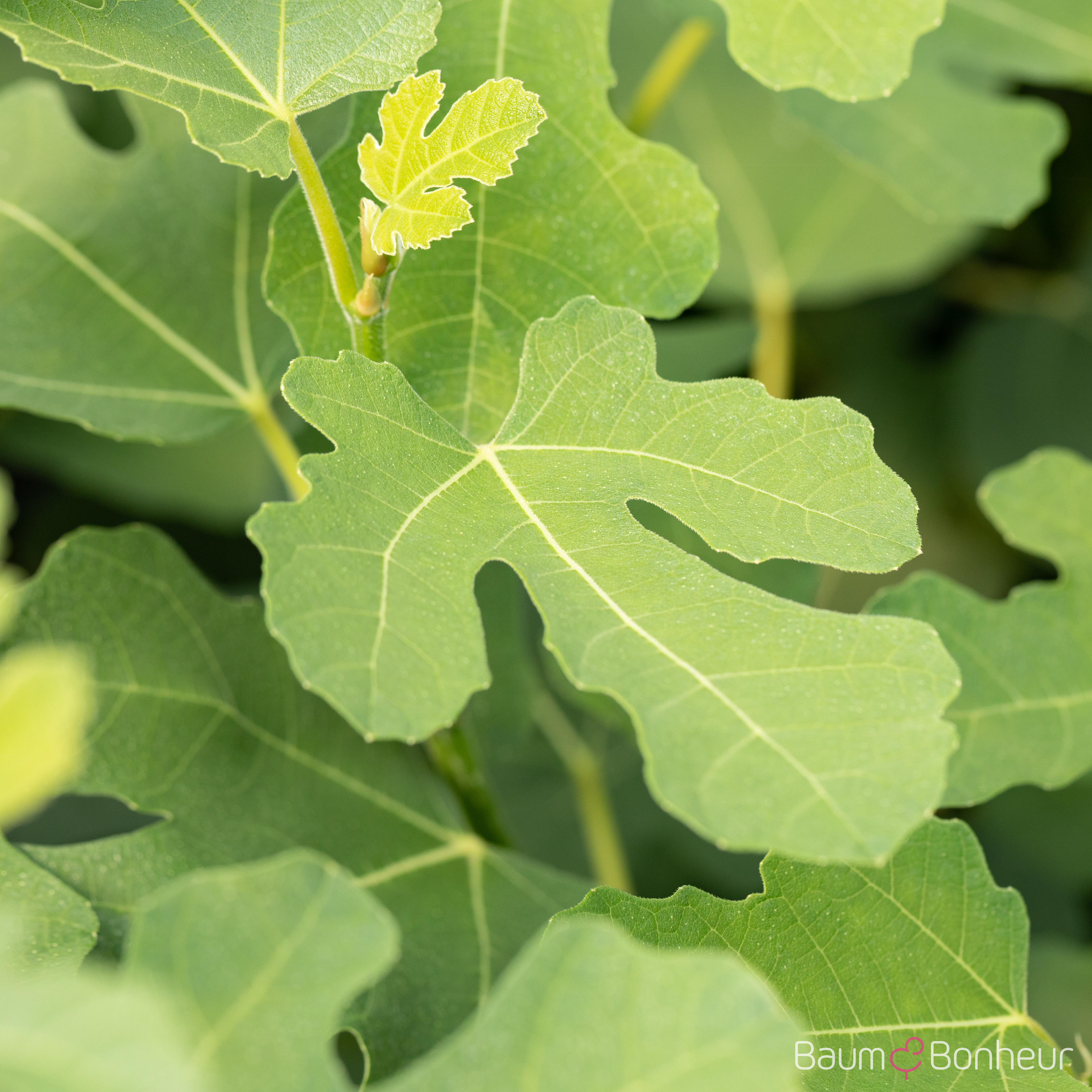 Ficus carica