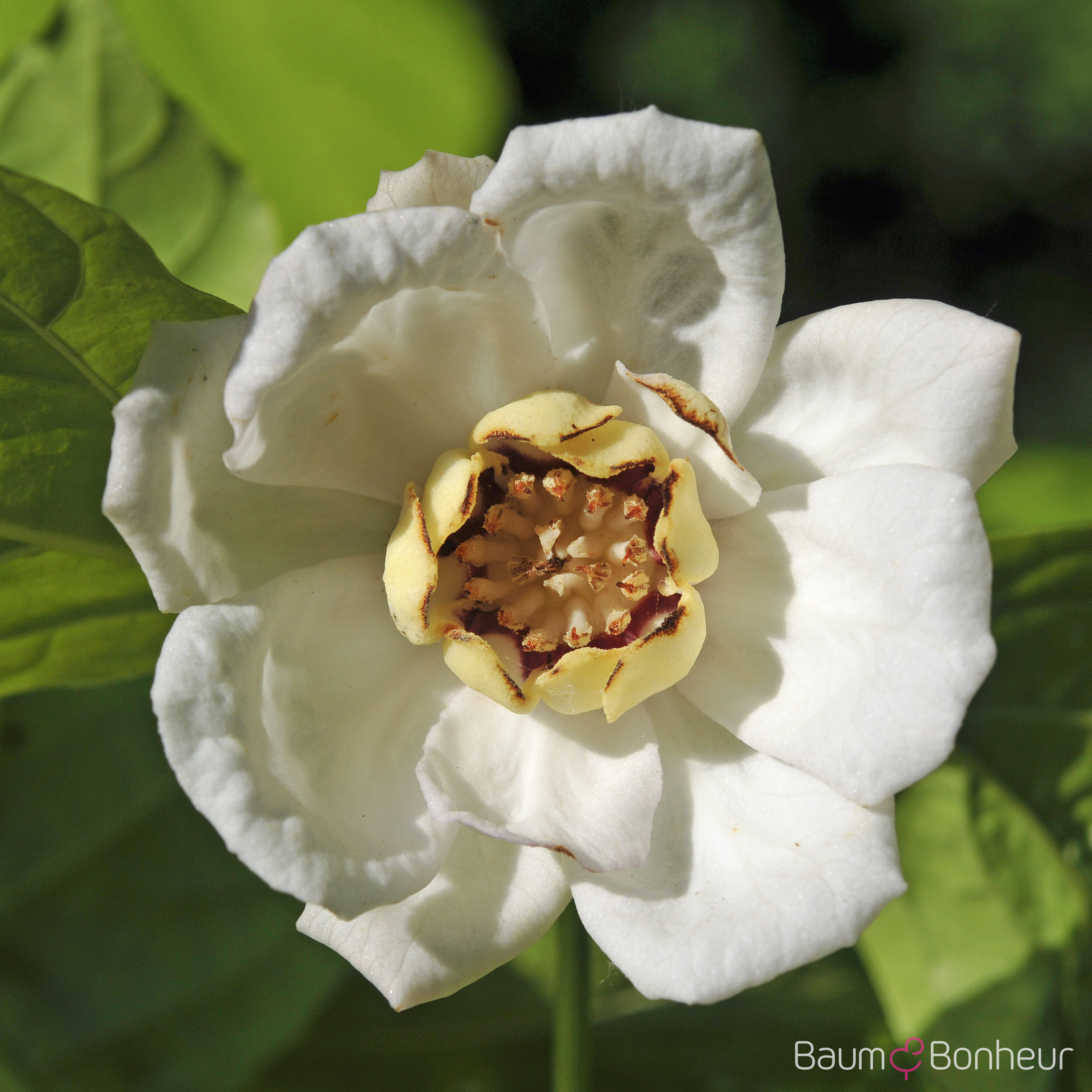 Sinocalycanthus chinensis