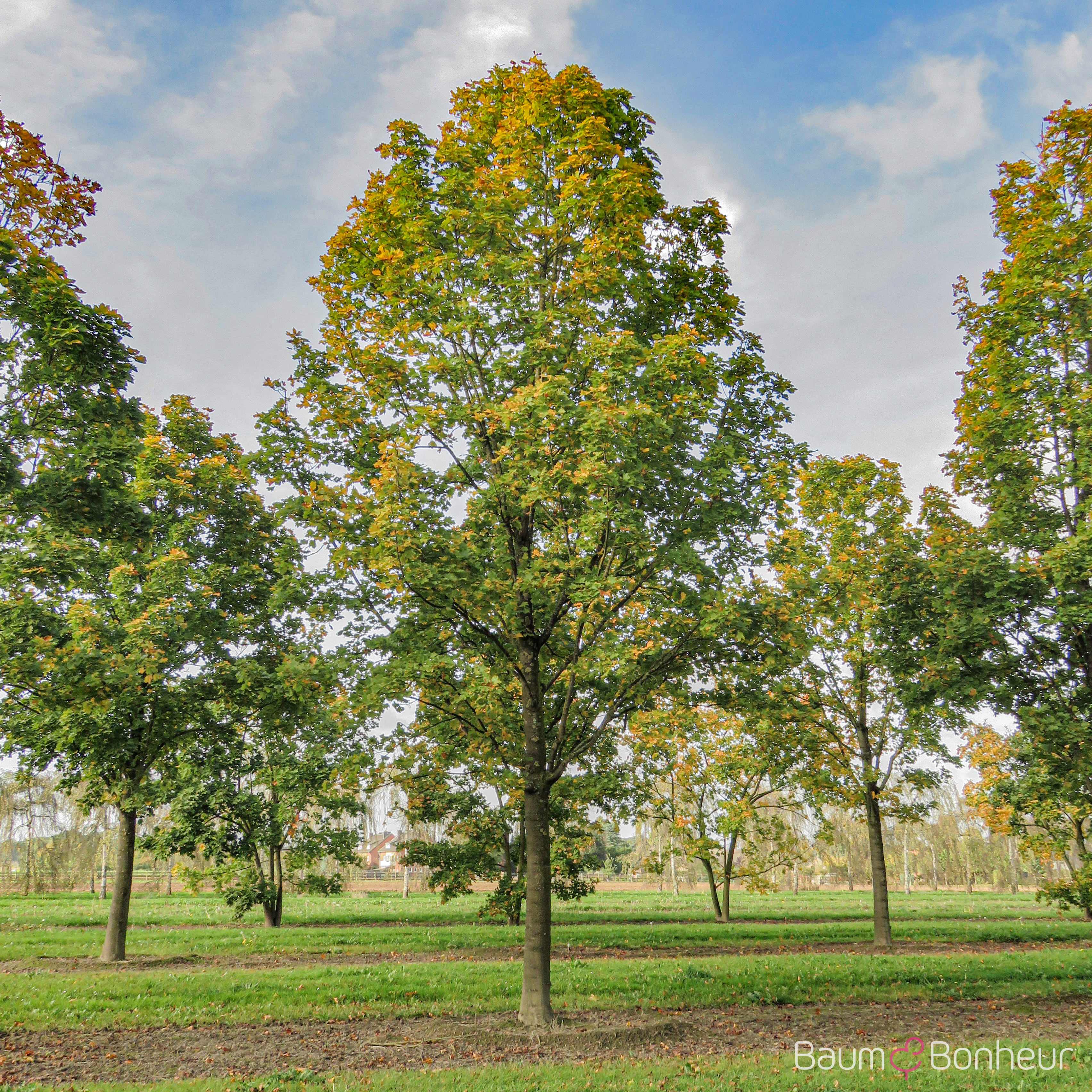 Acer platanoides 'Olmsted'