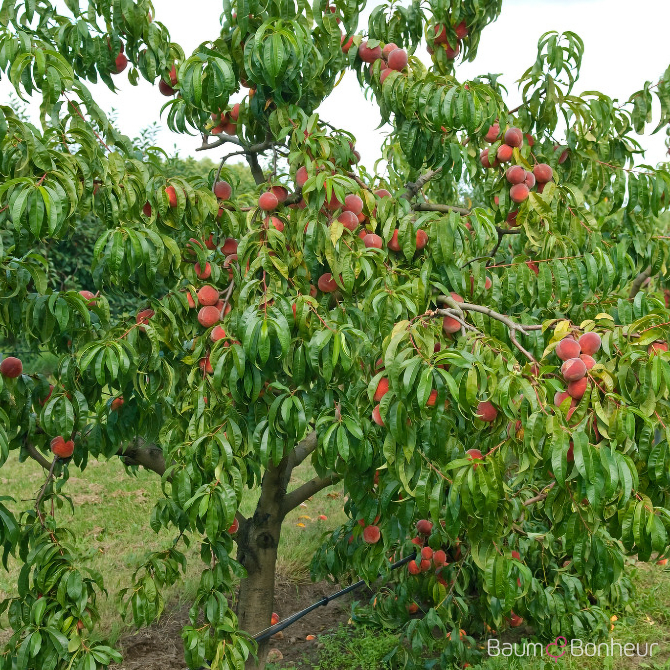 Prunus persica 'Red Haven'®