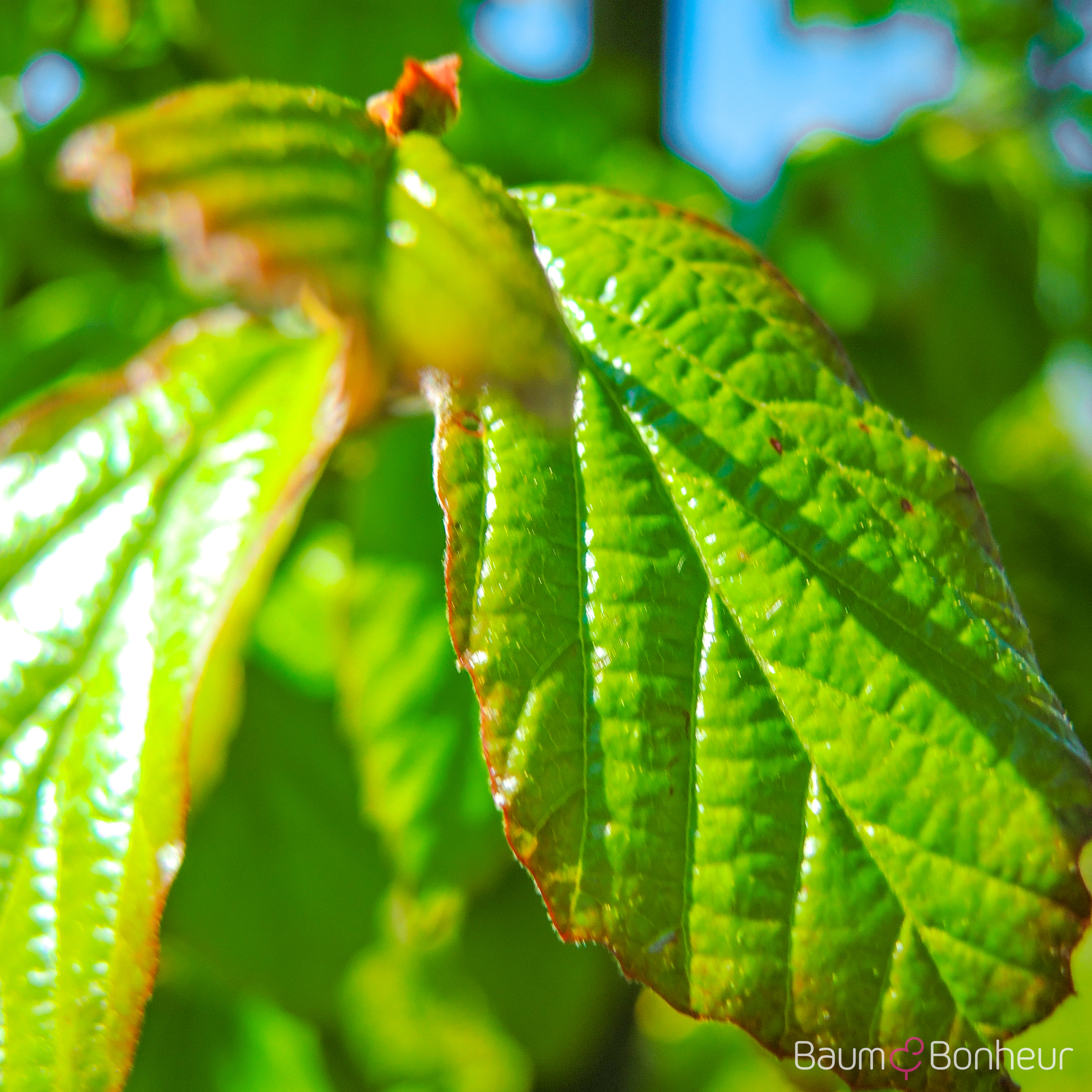 Parrotia persica 'Vanessa'