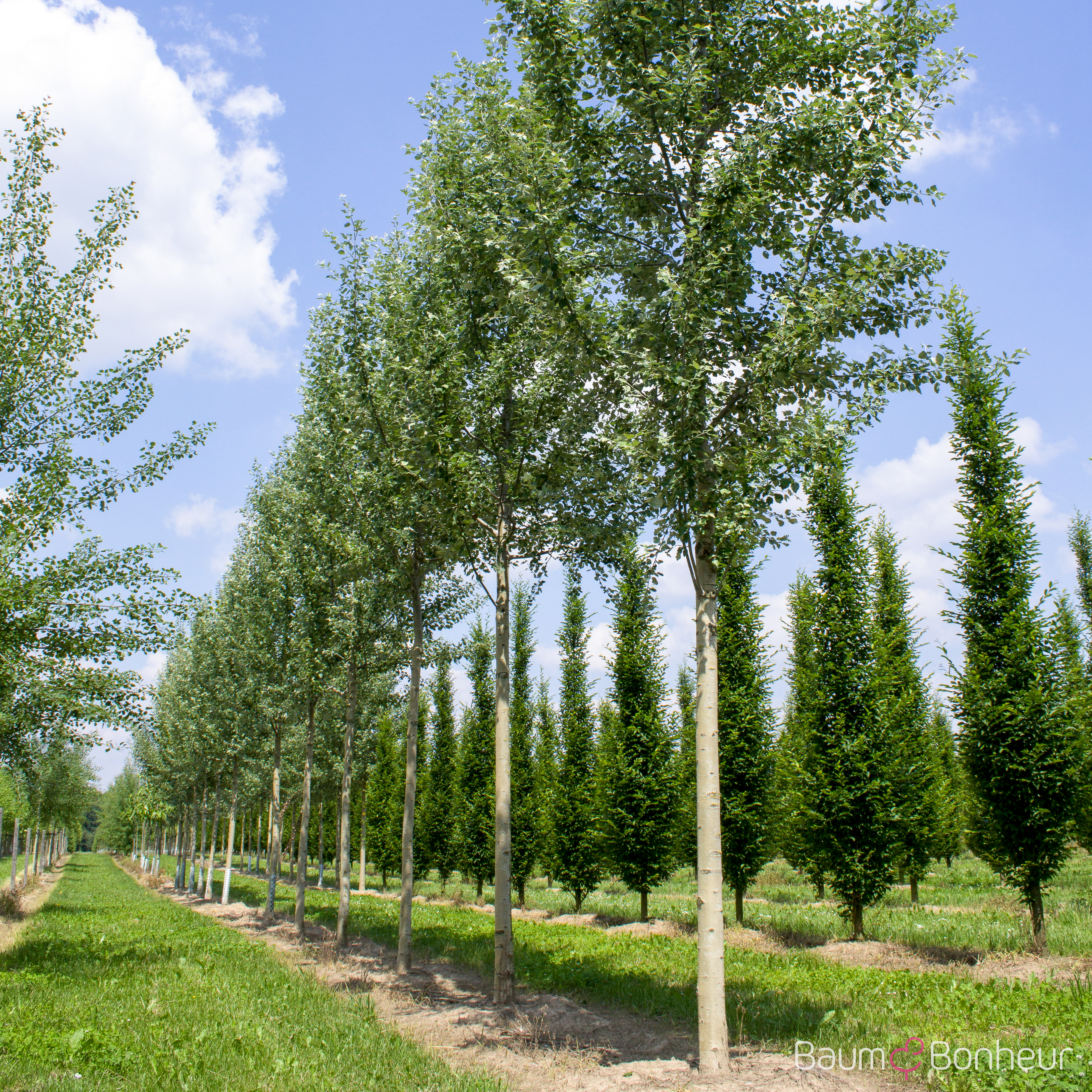Populus alba