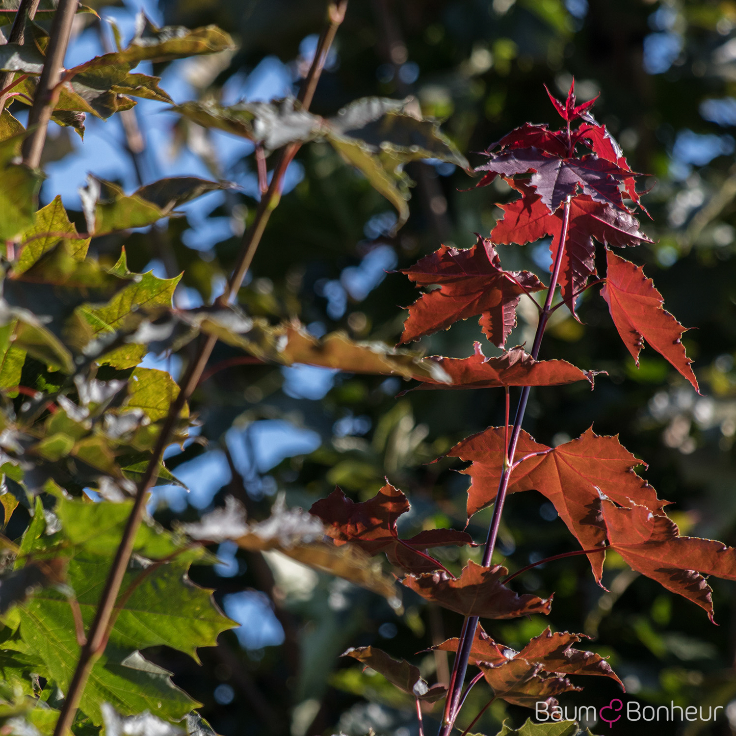 Acer platanoides 'Fairview'
