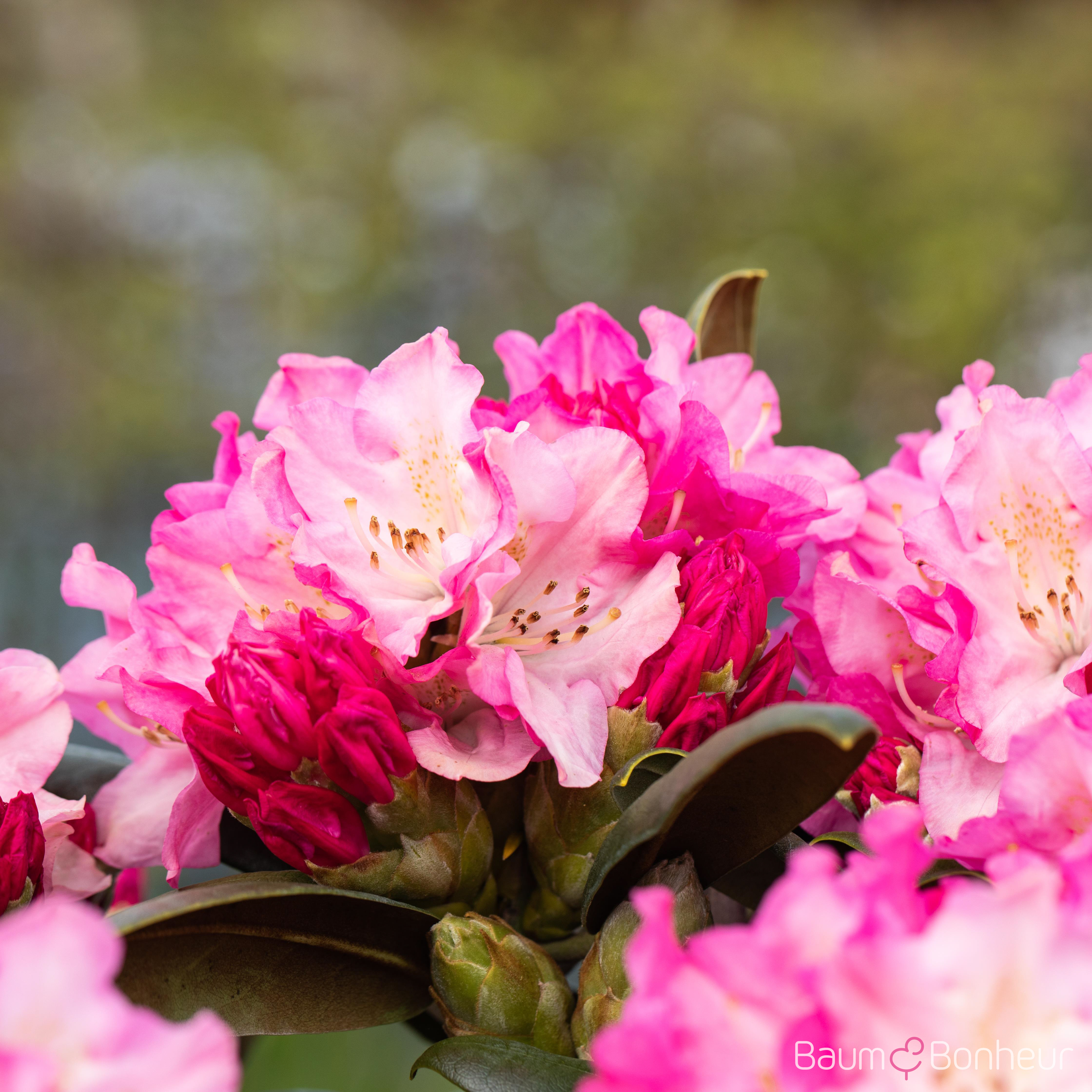 Rhododendron yakushimanum 'Kalinka'