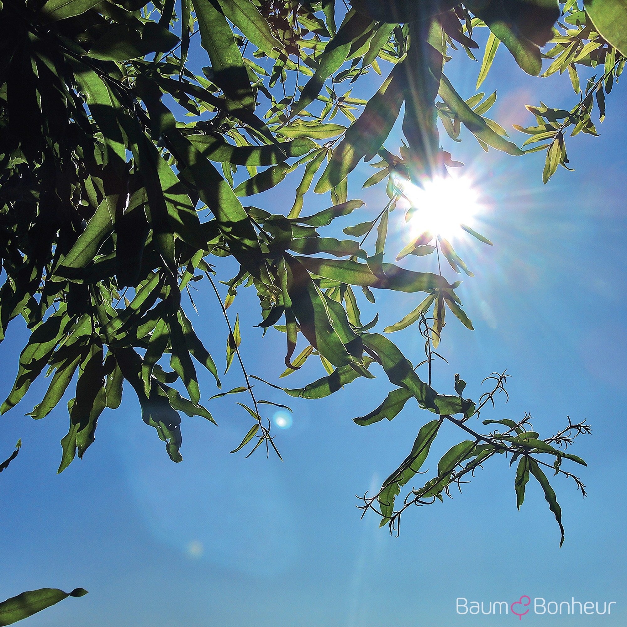 Quercus phellos