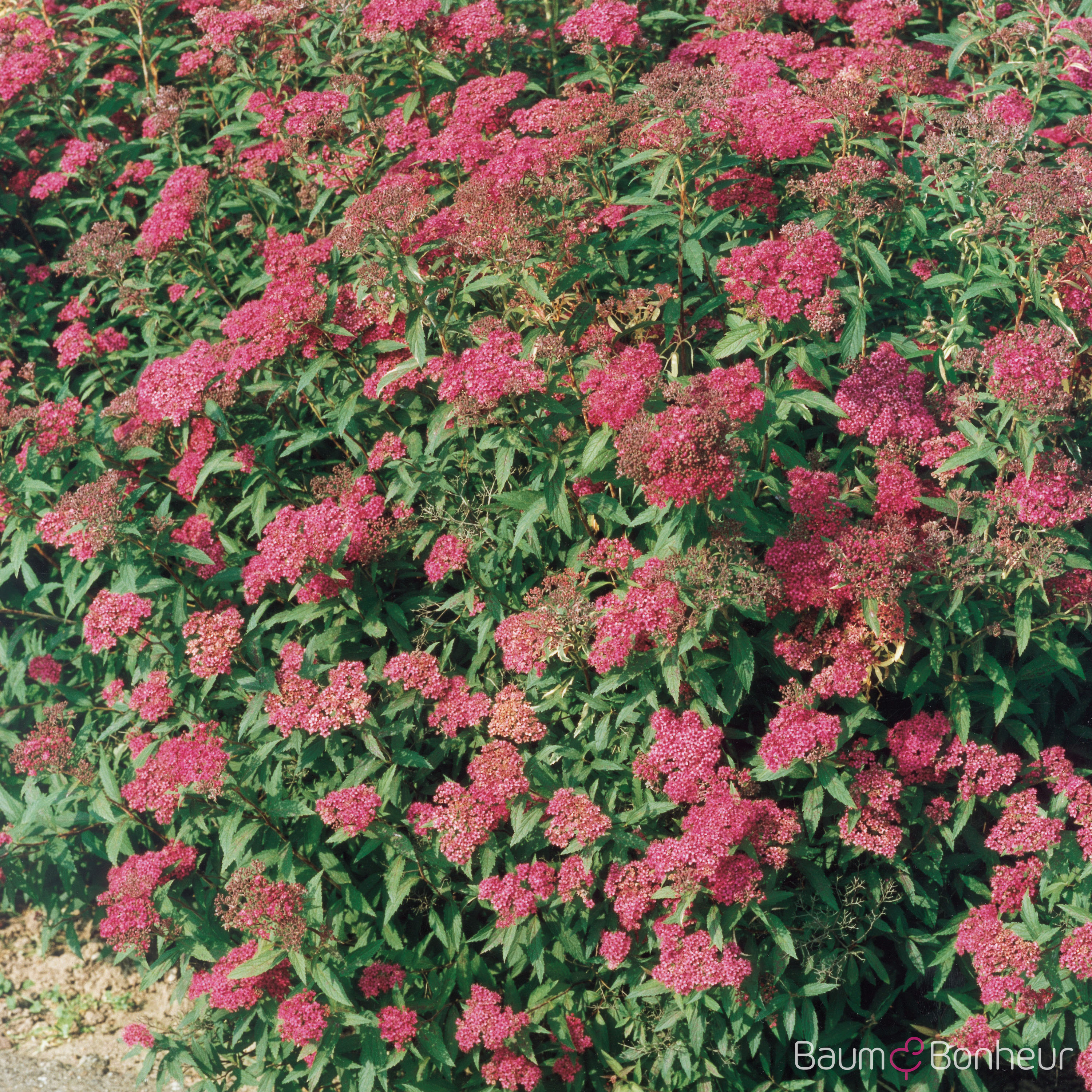 Spiraea japonica 'Anthony Waterer'