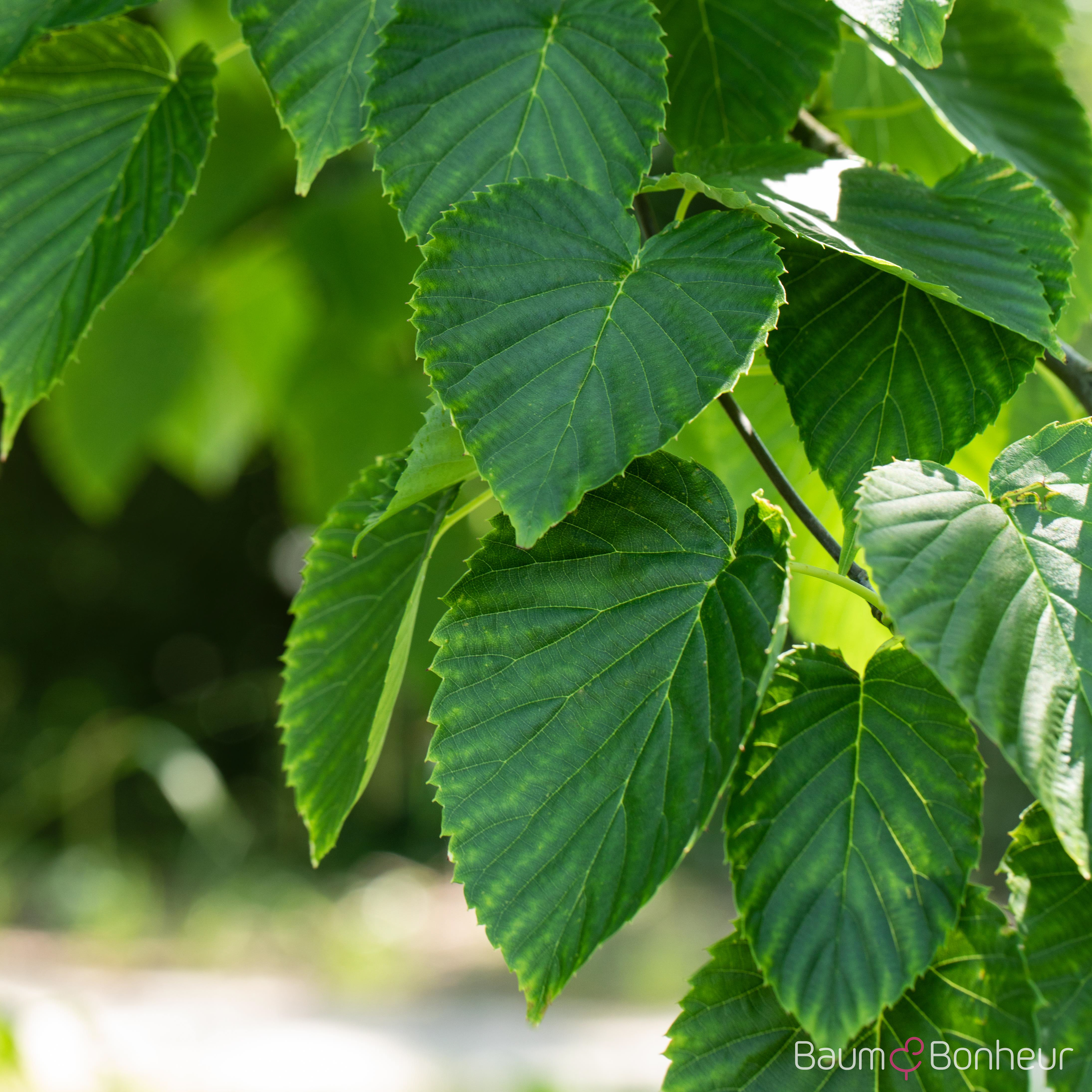 Davidia involucrata