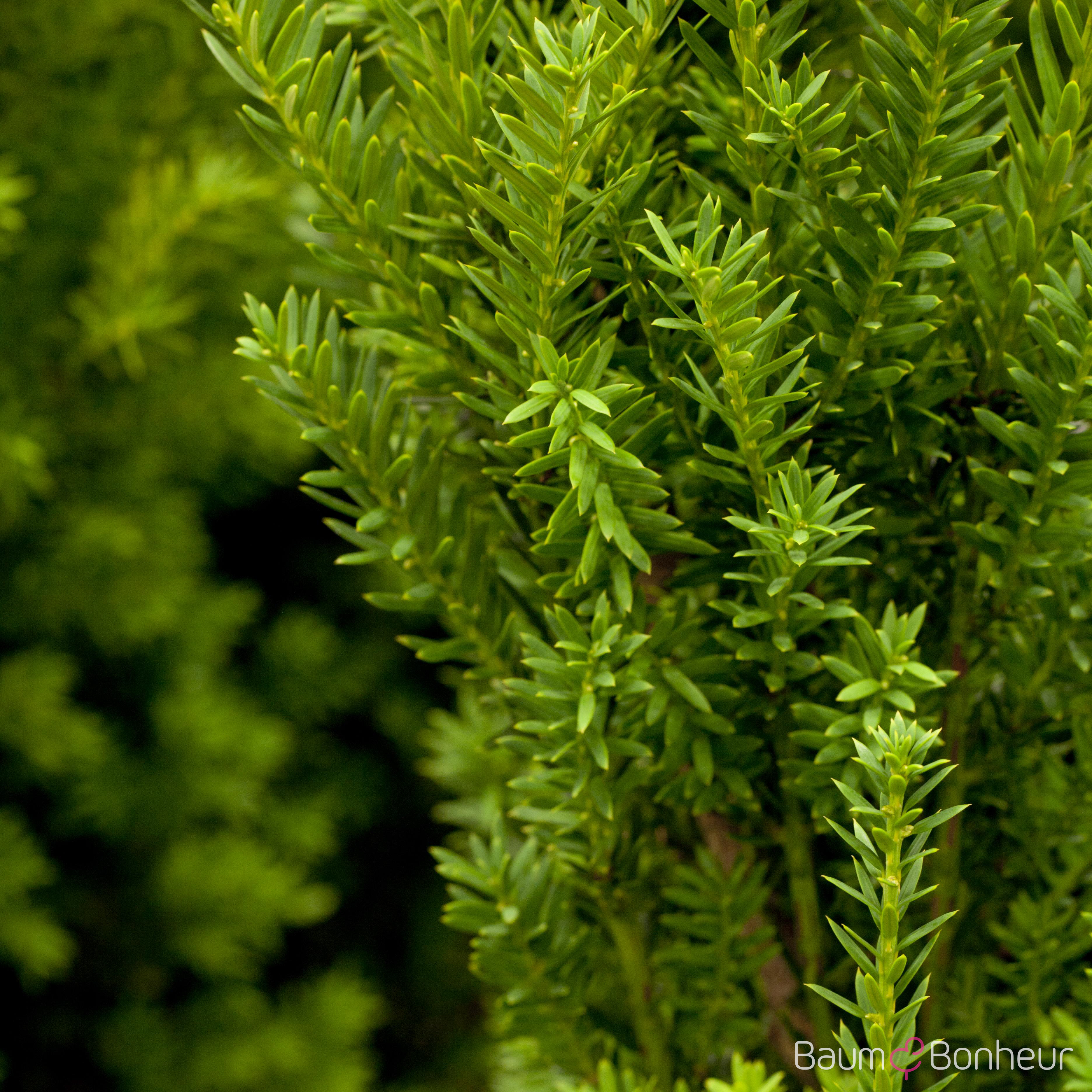 Taxus media 'Hillii'