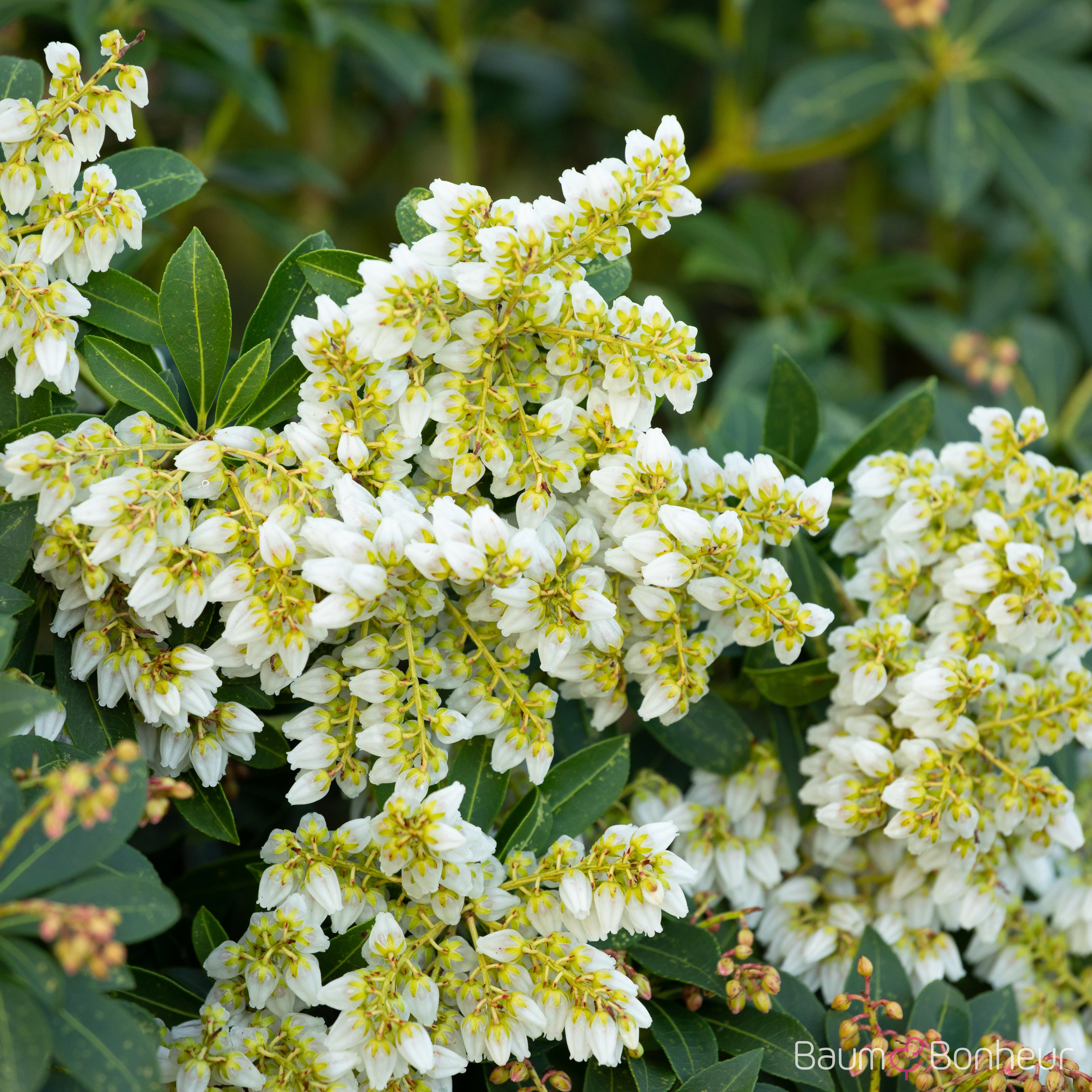 Pieris japonica