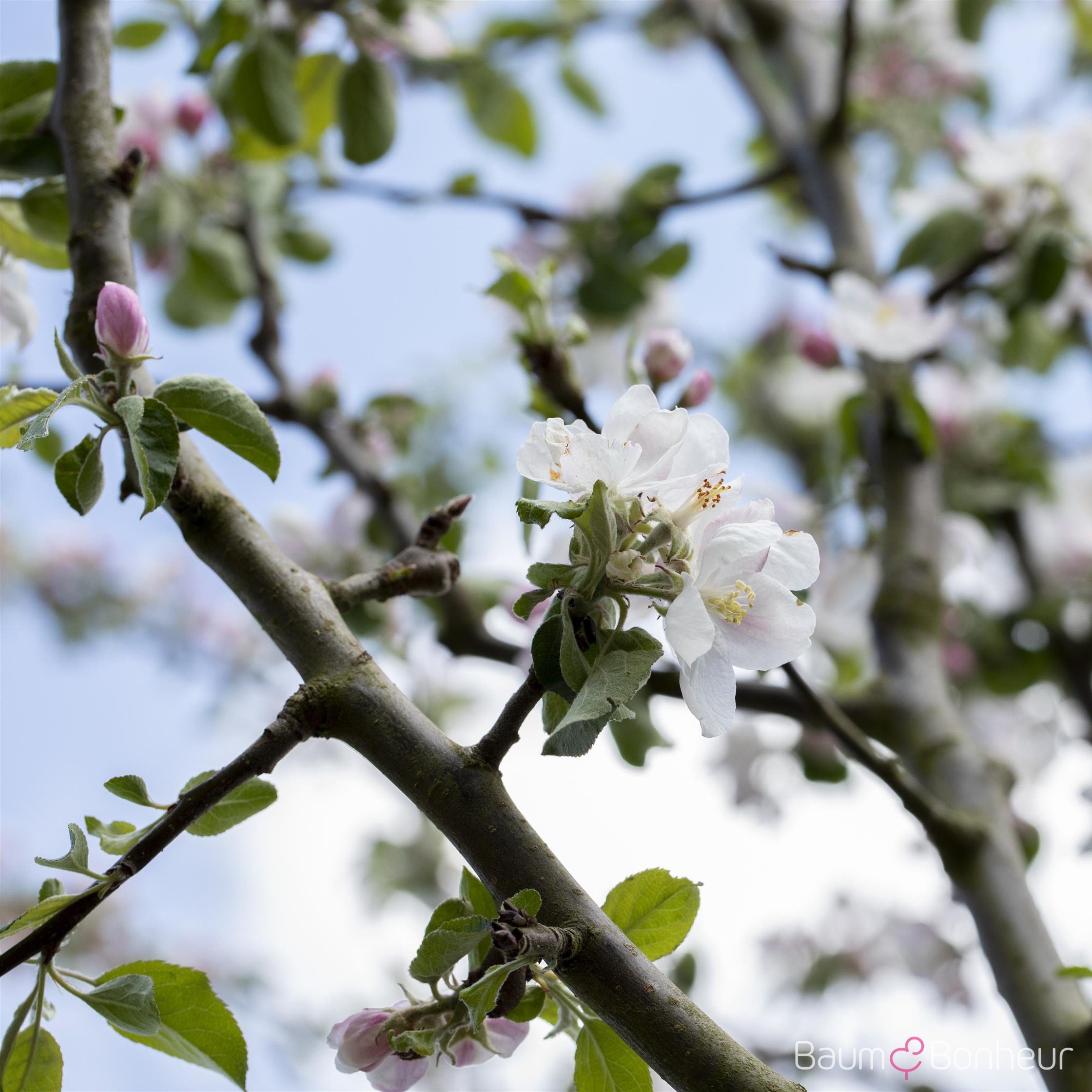 Malus 'Rheinischer Bohnapfel'