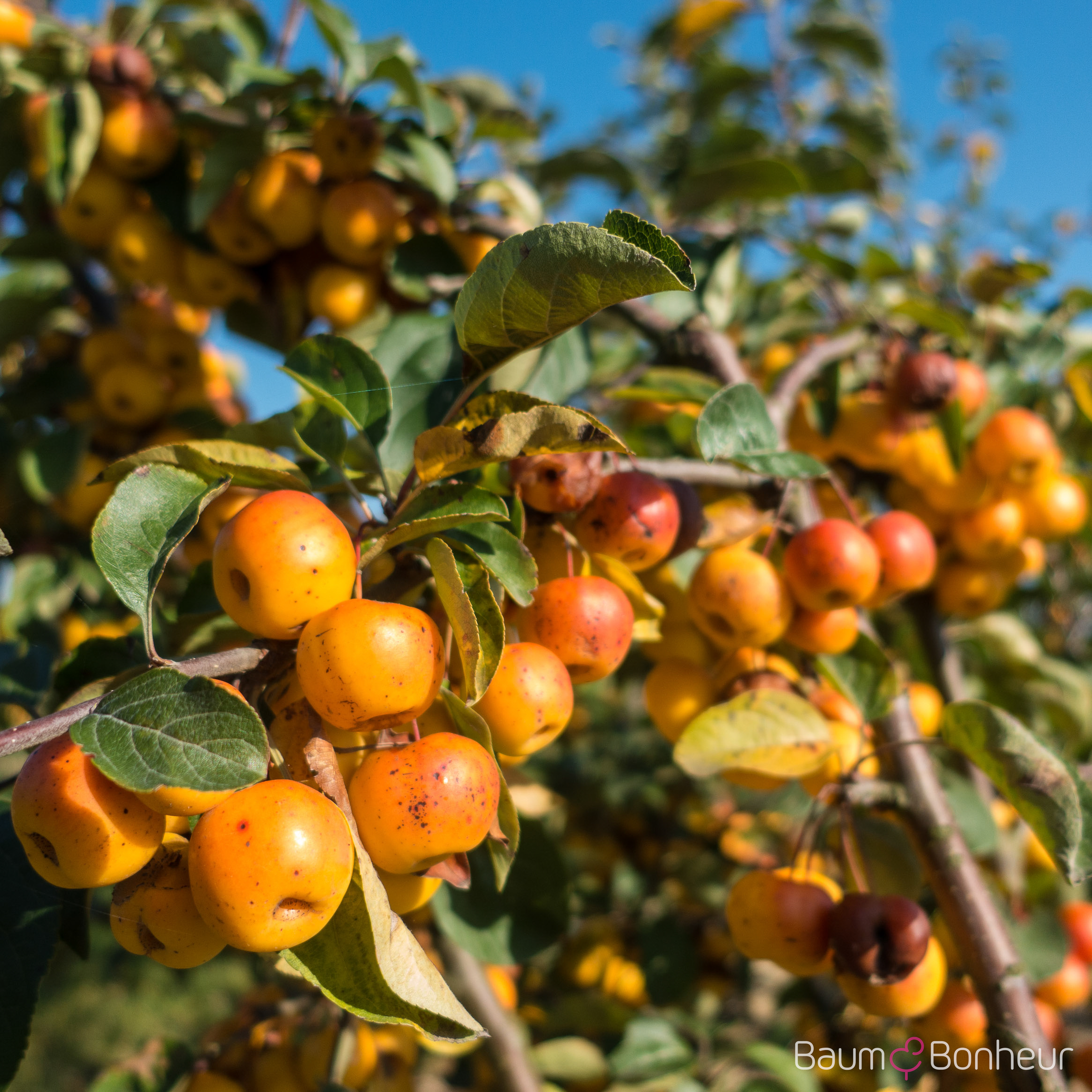 Malus 'Butterball'