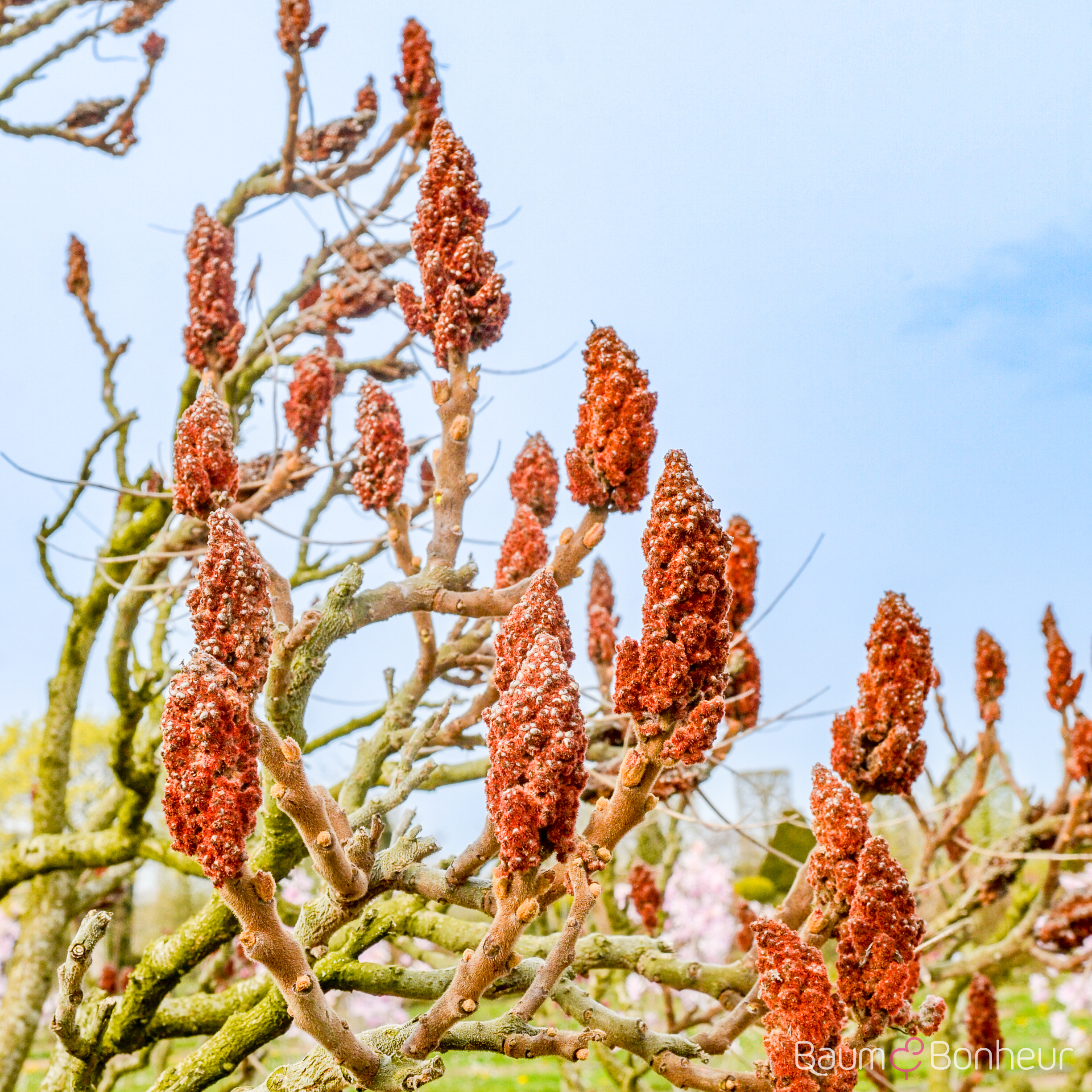 Rhus typhina 'Dissecta'