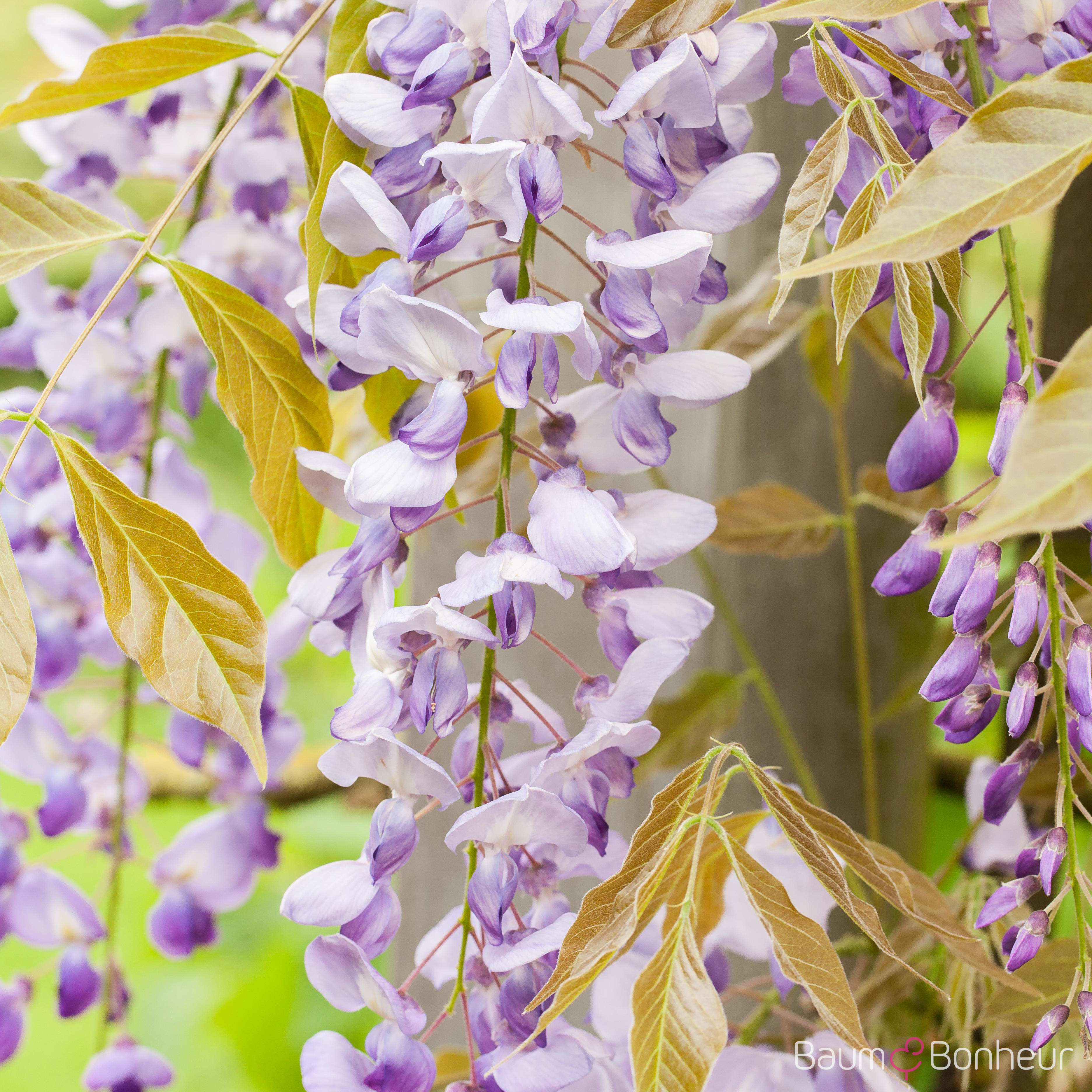 Wisteria floribunda