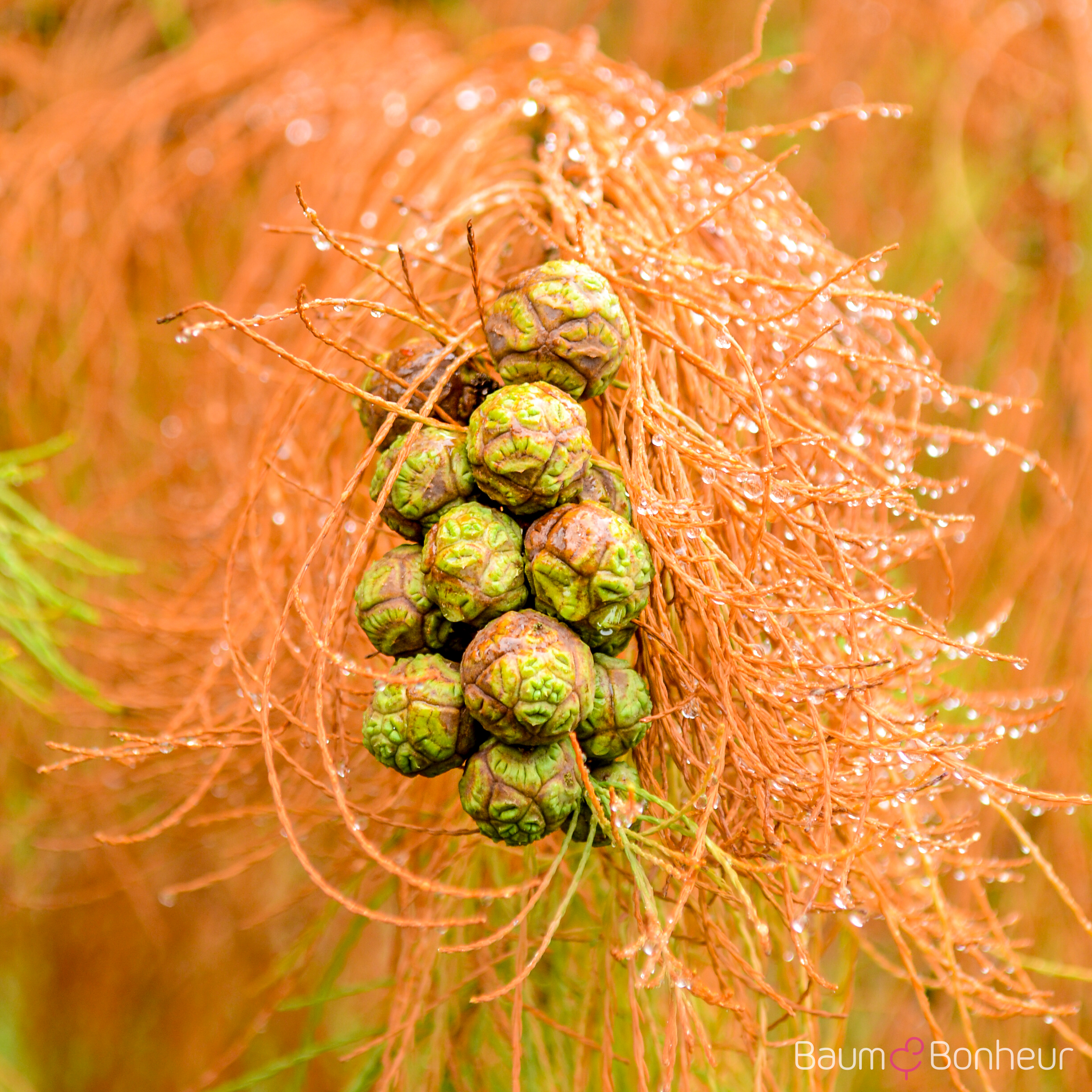 Taxodium distichum 'Nutans'