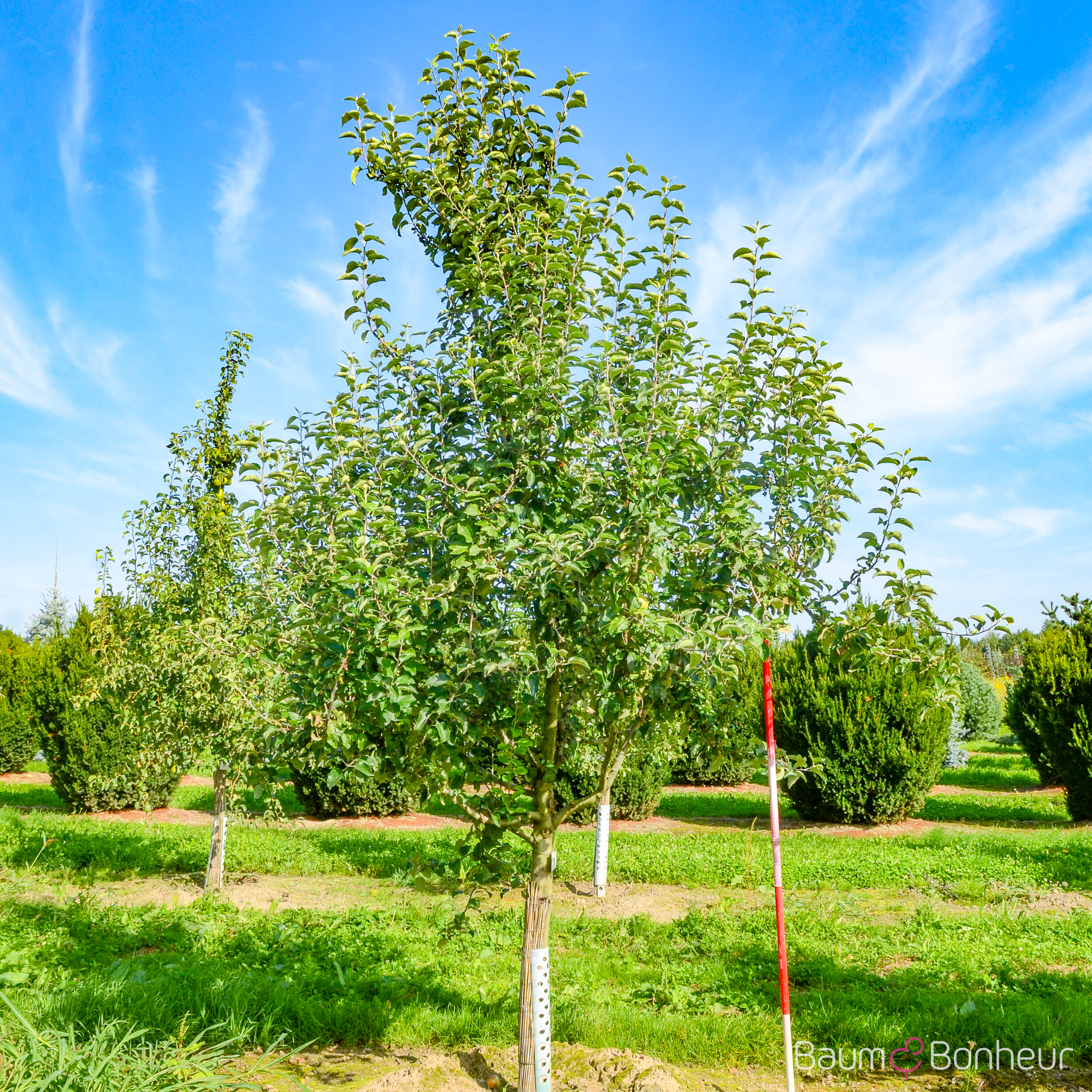 Malus 'Goldrenette Freiherr von Berlepsch'