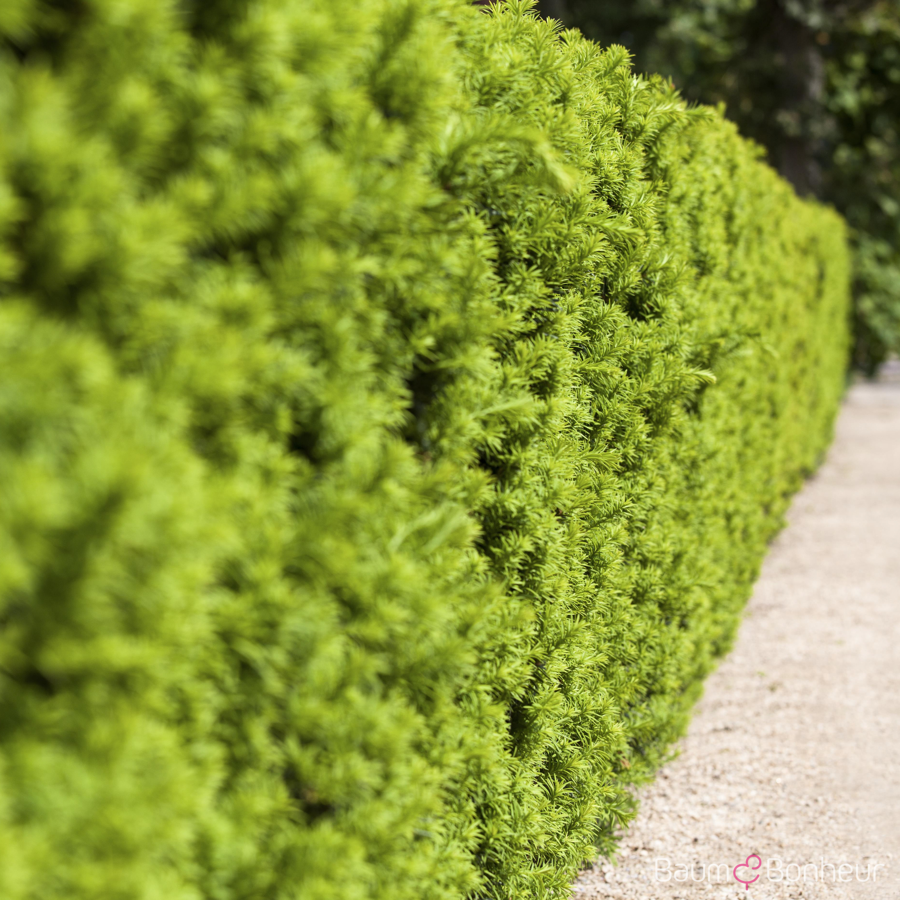 Taxus media 'Hicksii'