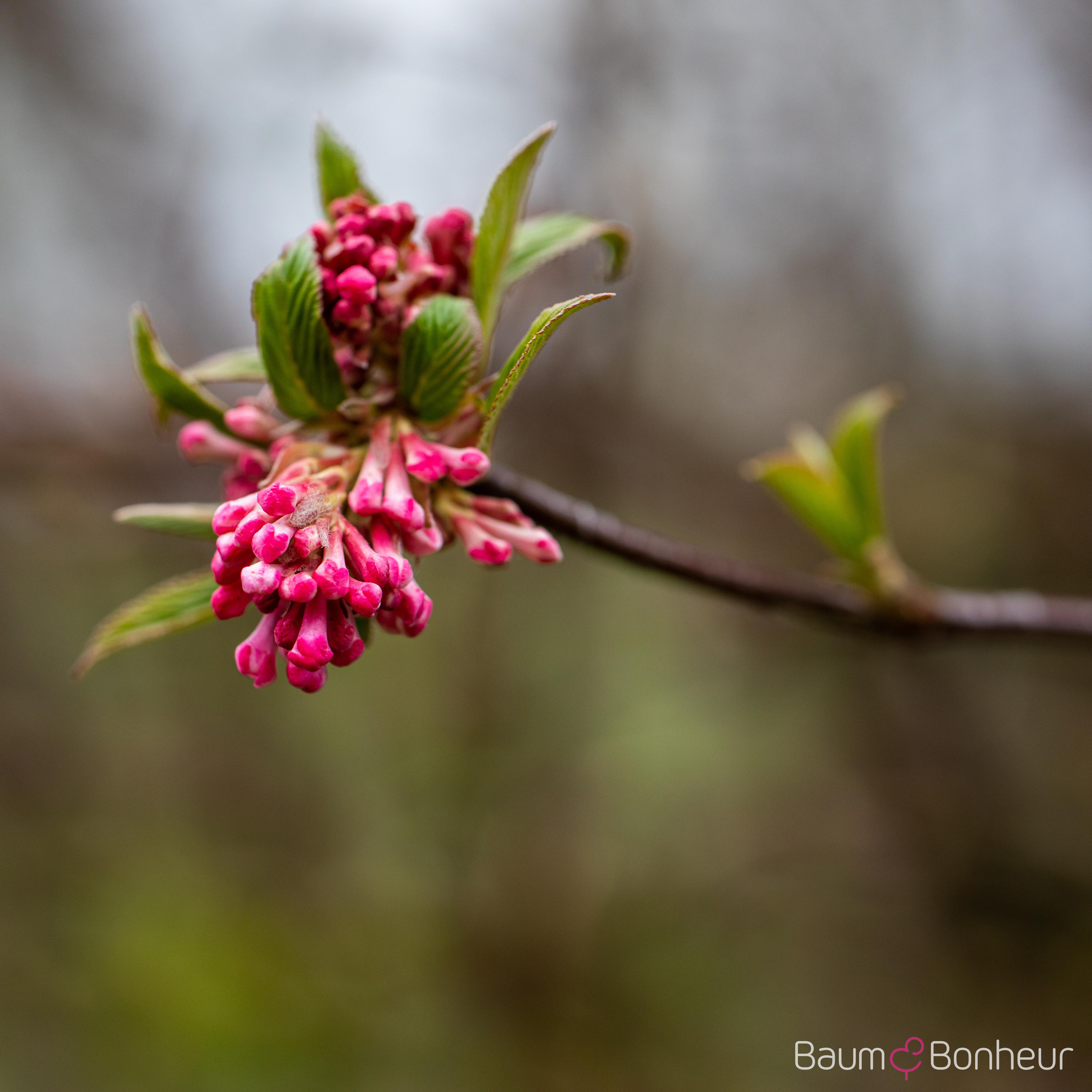 Viburnum bodnantense 'Dawn'