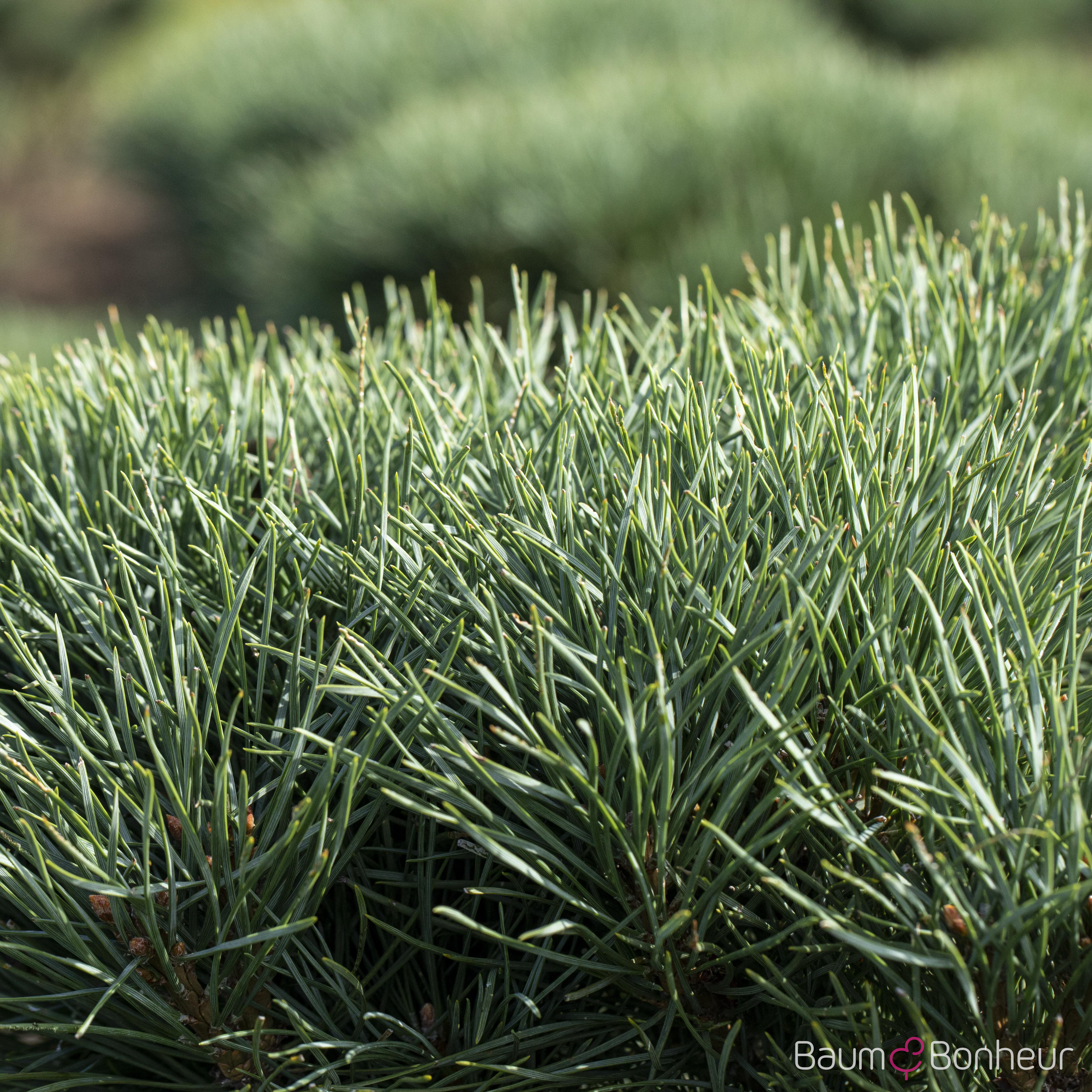 Pinus sylvestris 'Watereri'