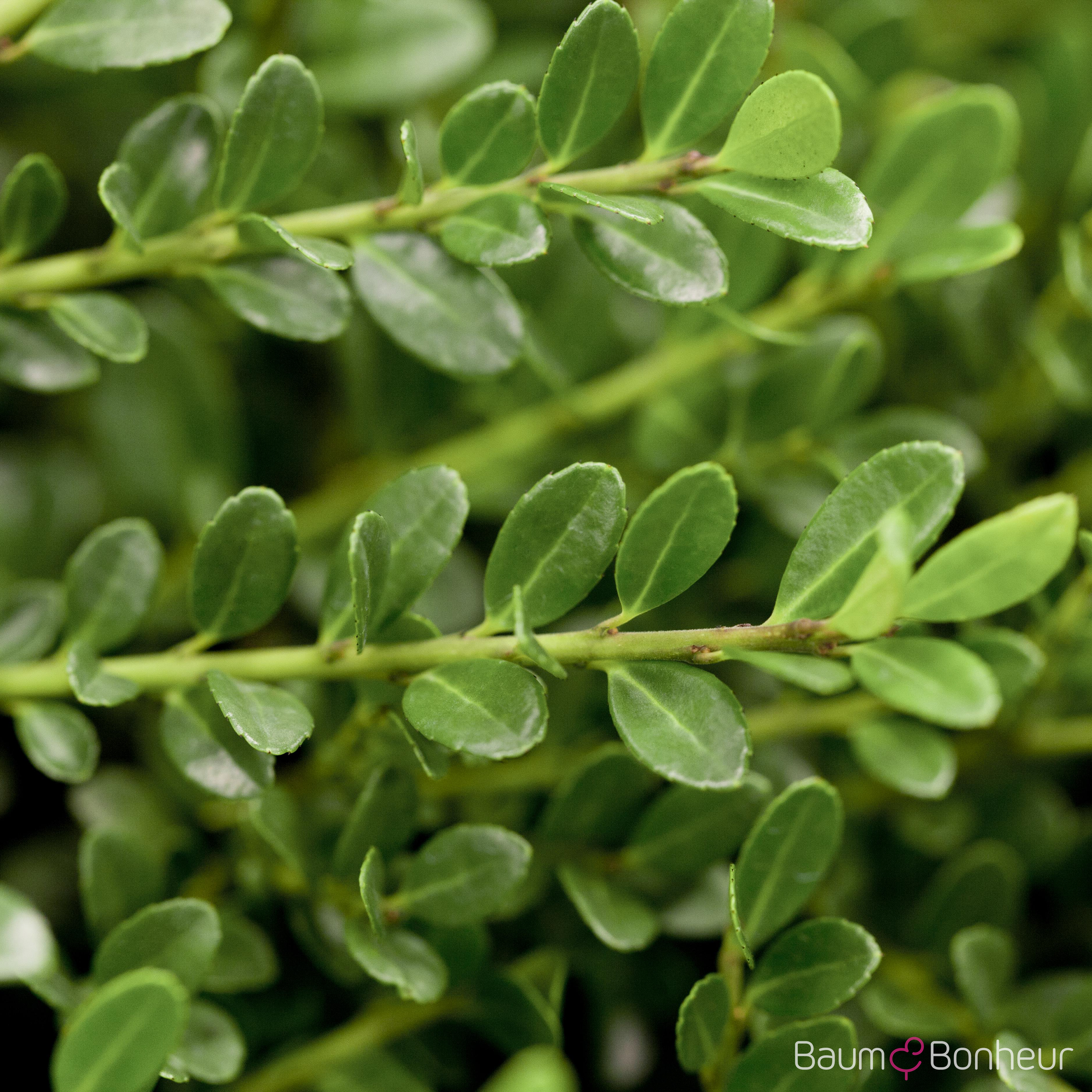 Ilex crenata 'Glorie Gem'