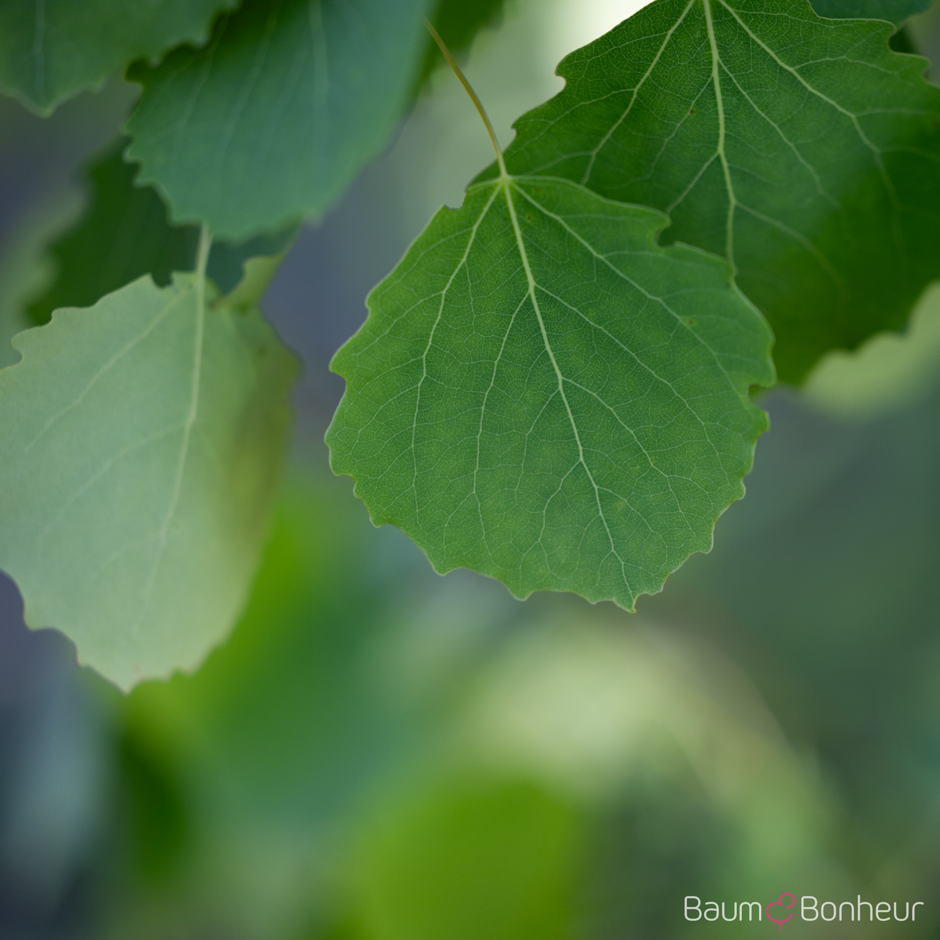 Populus tremula