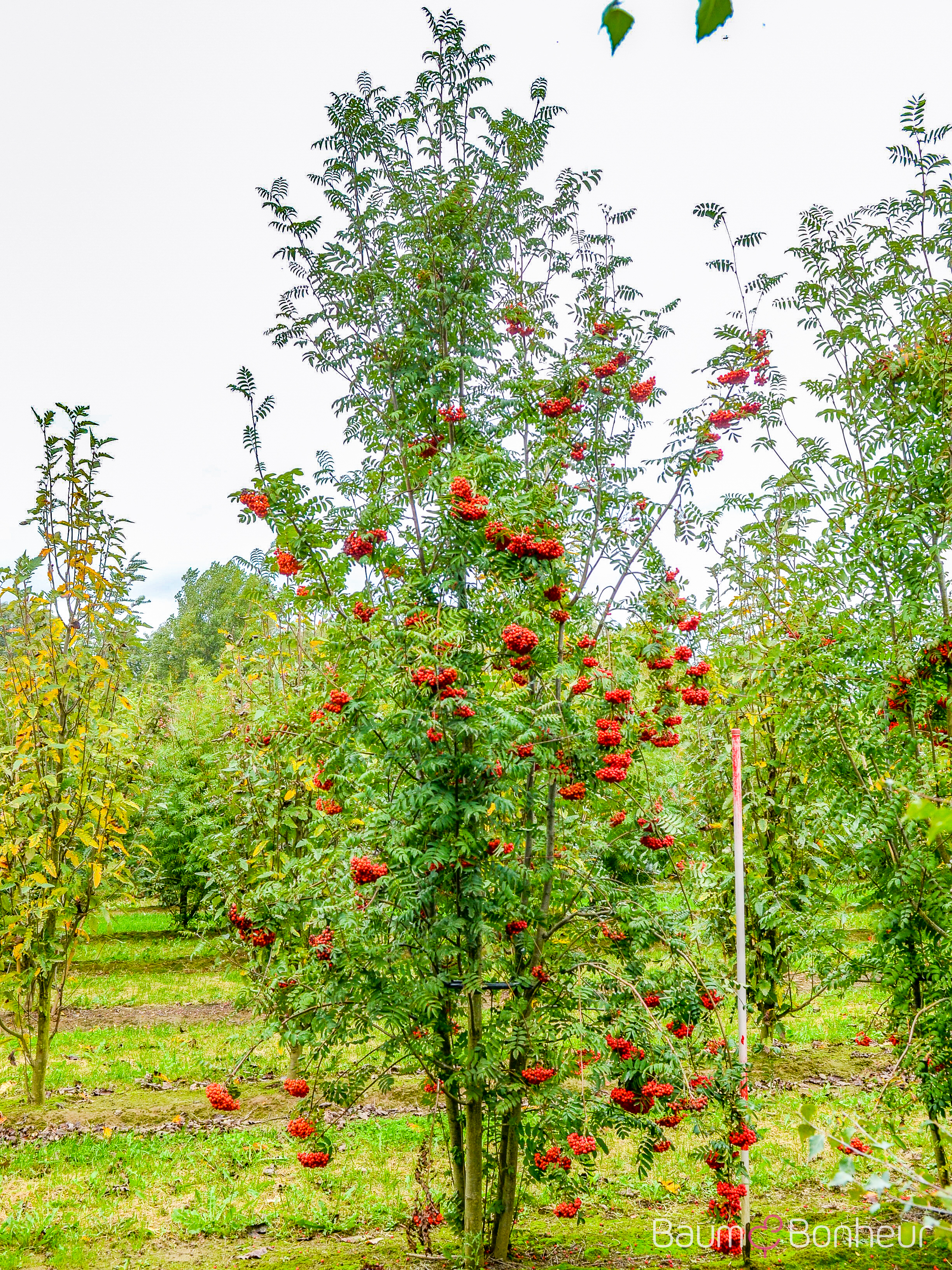 Sorbus aucuparia