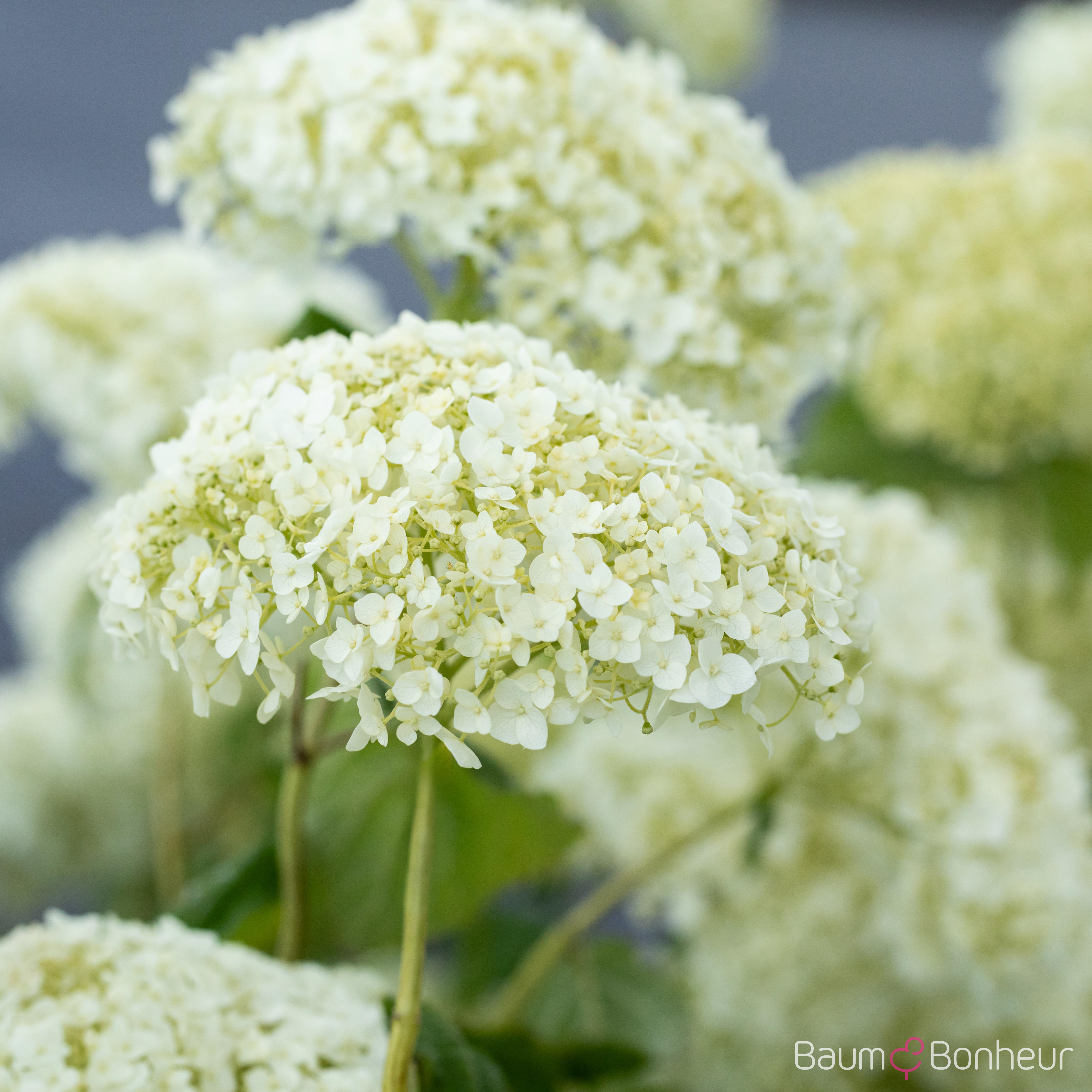 Hydrangea arbor.'Strong Annabelle' -R-
