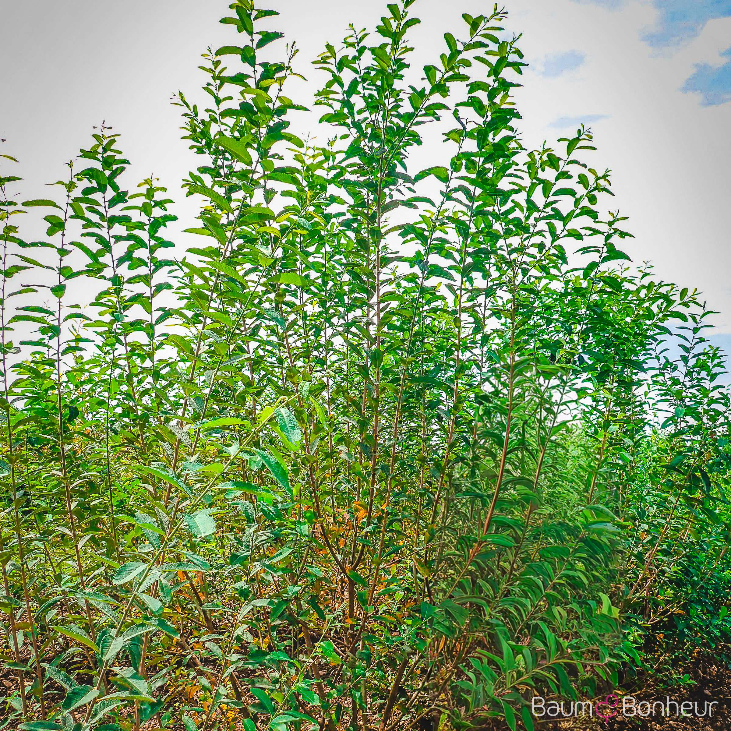 Salix cinerea