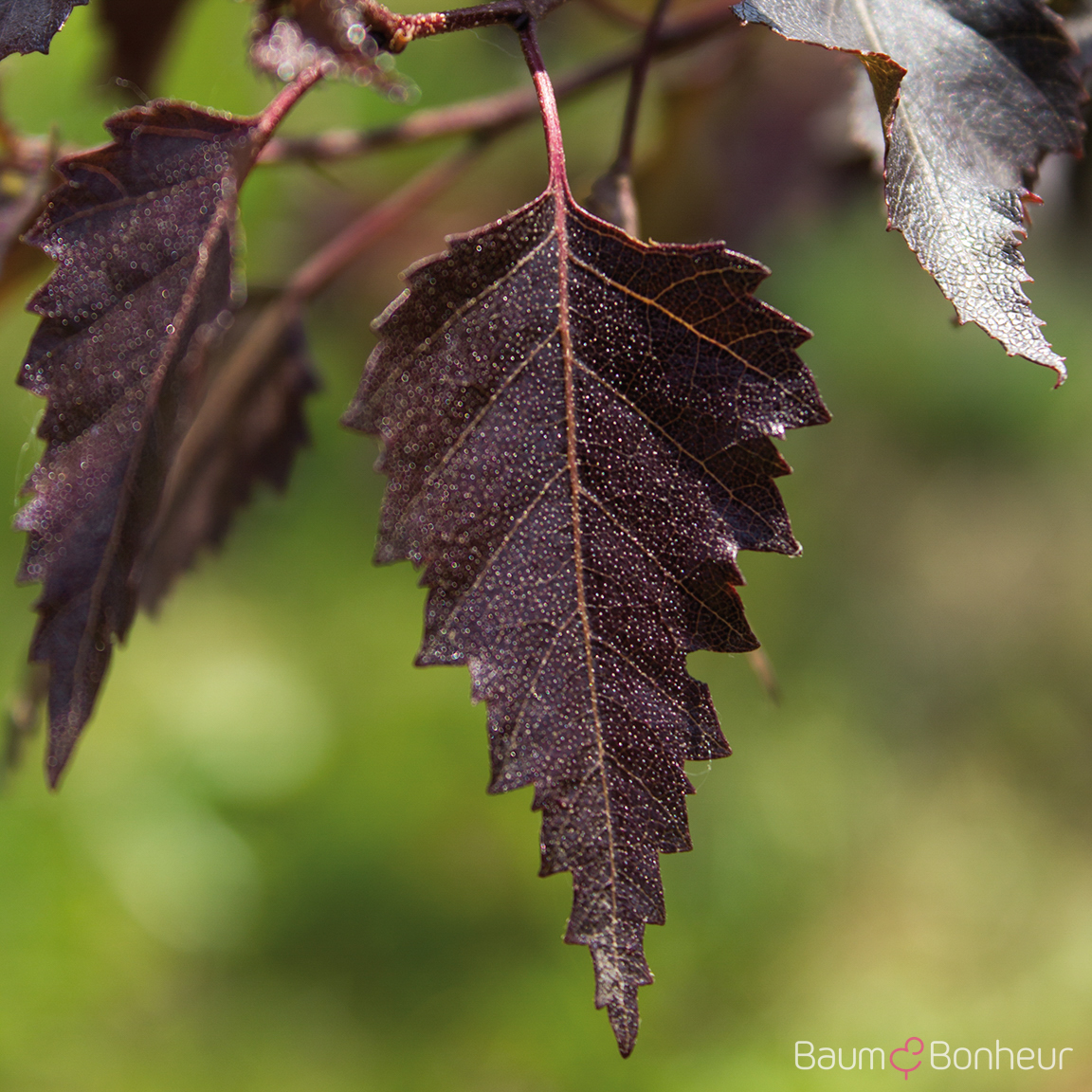 Betula pendula 'Royal Frost'