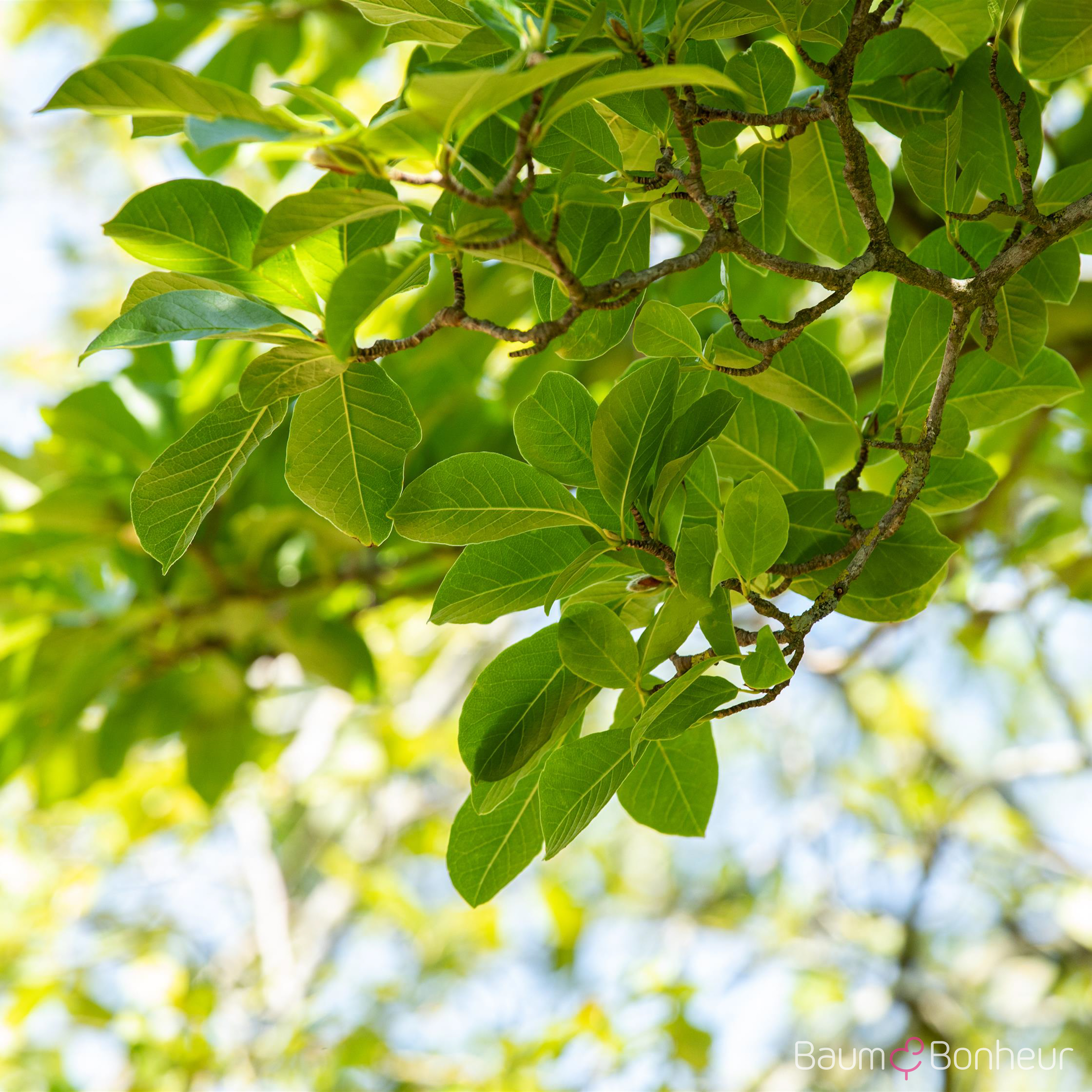 Magnolia stellata