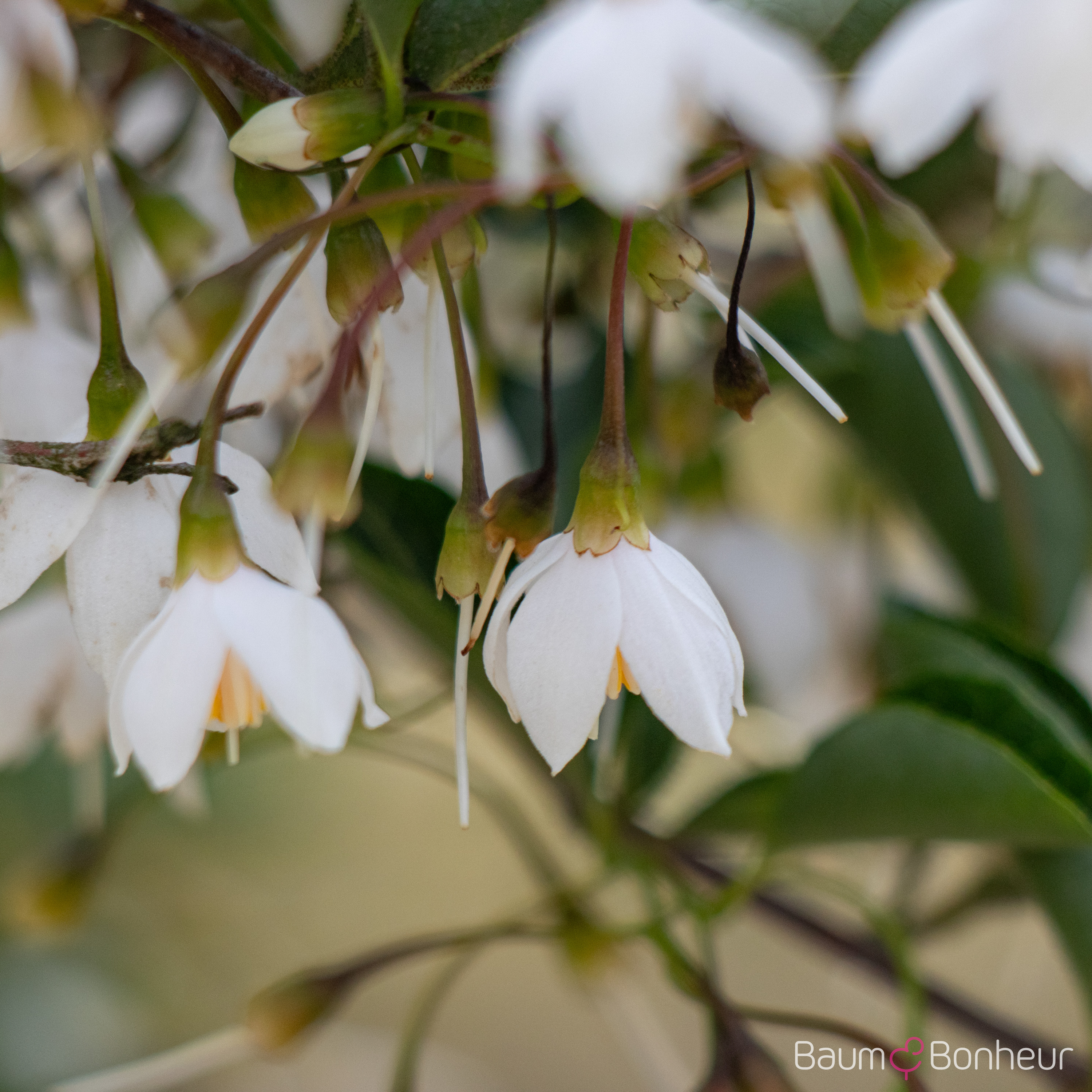 Styrax japonicus