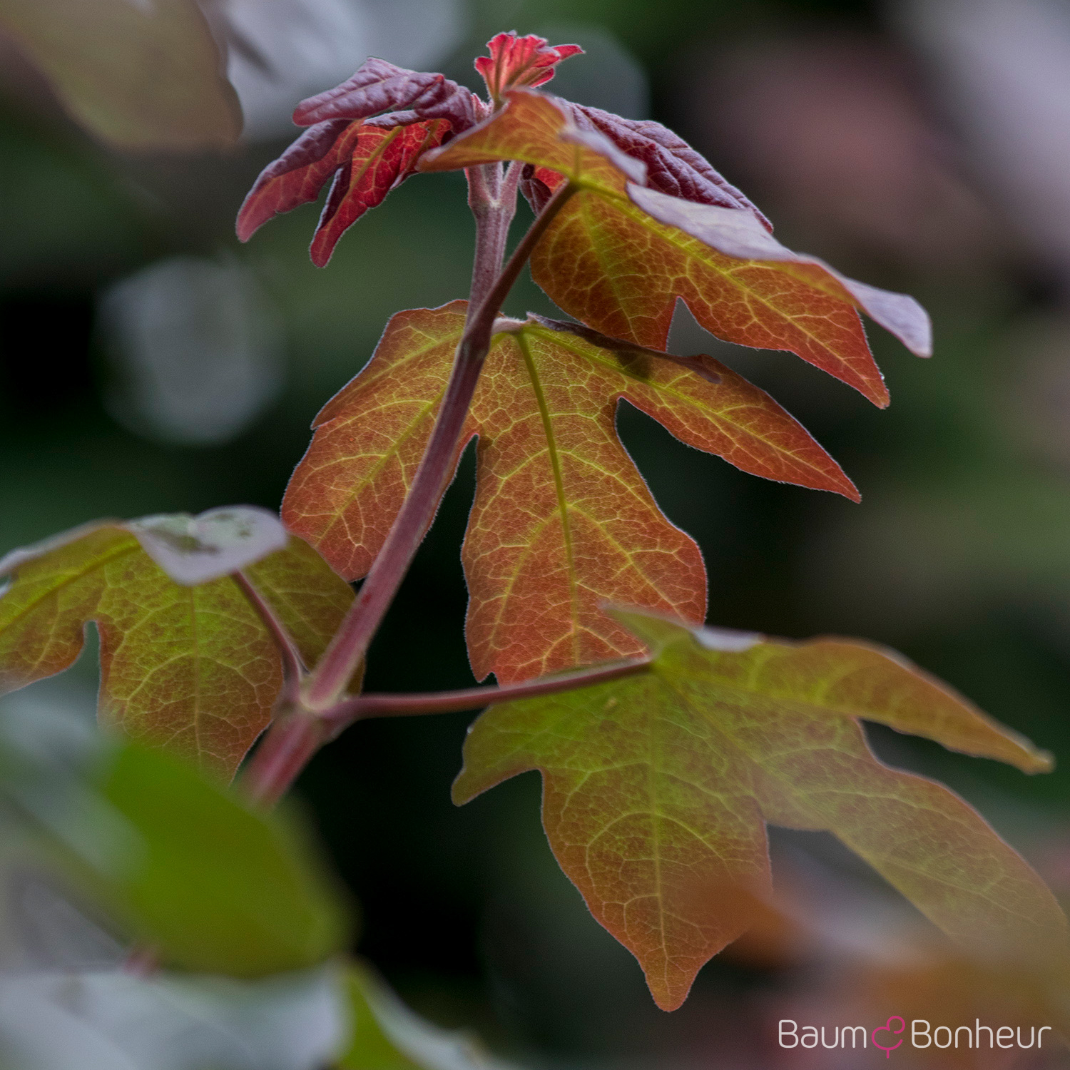 Acer campestre 'Red Shine'